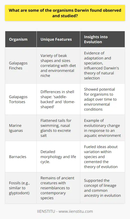 Charles Darwin's voyage on the HMS Beagle was seminal in shaping his understanding of biological diversity and the mechanisms driving evolution. During his time on the Galapagos Islands, Darwin encountered a variety of unique organisms that significantly influenced his thinking about natural selection.Finches of the GalapagosPerhaps the most famous of Darwin's observations in the Galapagos were the finches, which he later referred to as Darwin's finches. These birds demonstrated a wide variety of beak shapes and sizes, corresponding to their dietary habits and niches. Some finches had strong, large beaks suitable for cracking nuts, while others had slender beaks optimized for insect feeding. These differences posed significant evidence of adaptation to the specific conditions of each island they inhabited.Galapagos TortoisesThe giant tortoises of the Galapagos also provided Darwin with critical insights into how organisms might adapt to different environments. Noting the variations in shell shape—that some had 'saddle-backed' shells while others were more 'dome-shaped'—he connected these physical differences to the availability of food sources and environmental conditions unique to each island. This variation hinted at the potential for species to adapt over time to their surroundings.Marine IguanasDarwin was fascinated by the marine iguanas found on the Galapagos, which were the world's only sea-going lizards. He noted their specialized adaptations, such as flattened tails for swimming and the ability to excrete salt through nasal glands, which enabled them to forage for algae in the ocean—a striking example of evolutionary change in response to environmental pressures.Barnacles and InsectsUpon returning to England, Darwin dedicated years of research to the study of barnacles. Through meticulous dissection and comparison of countless barnacle specimens, he gained a detailed understanding of their morphology and life cycle, which further informed his ideas about variation within species. Additionally, Darwin was intrigued by the vast diversity of insect life, recognizing it as a manifestation of adaptation and speciation.Fossils: Link to the PastDarwin's discovery and examination of fossils, such as remains similar to that of the glyptodont, was central to his consideration of life's history. He recognized that these ancient creatures bore resemblances to contemporary species like armadillos, which implied a relationship and suggested a lineage connecting present-day animals with their long-extinct ancestors.Overall, Darwin's observations of these organisms, among others, formed the empirical foundation for his revolutionary idea that species are not static entities but change over time through the process of natural selection. The differences in beak shape of the finches, shell designs of tortoises, the aquatic adaptations of iguanas, the detailed anatomical studies of barnacles, and the links to the past through fossils all coerced Darwin toward the conclusion that evolution was the key to understanding life's diversity.