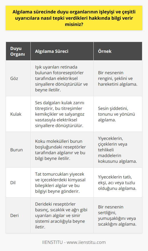 Algıda Duyu Organlarının Rolü  Algıkama sürecinde duyu organlarının işleyişi, birçok uyarıcıya nasıl tepki verdikleri konusunda yaşadığımız çevredeki duyum, renk, şekil ve bunlara ait değişimleri algılar ve bunları ayırt edebiliriz. Algılarımız, duygularımızı, tutumlarımızı ve davranışlarımızı çeşitli uyarıcılar karşısında etkileyen ve bunları değiştiren unsurlardır.   Duyum ve Algı İlişkisi  Bu uyarıcılarıda algılıyoruz ve onlara yorum katıyoruz. Bu da bir nesnenin, ışığın, sesin veya şeklin yorumlarımızda çeşitli anlamlar kazanmasını sağlar. Ancak bu süreç, duyu organlarımızın yapısı ve işleyişi ile doğrudan bağlantılıdır. Algılarımızı şekillendiren duyularımız ve bu duyularımızın bir olayı yorumlamadaki rolleri bizi çevremizle bağlantımızı anlamamızda kritik öneme sahiptir.   Algıda Seçicilik ve Çevre Etkisi  Buna karşılık, algıda seçicilik kavramı, beynimizin belirli uyarılara ve bilgilere nasıl odaklandığını belirler. Bu seçicilik, beynin işleme kapasitesinin sınırlı olması ve bilgi akışını azaltma çabasıyla ilgilidir. Aynı zamanda, çevremizden gelen uyarıların ve kazanılan deneyimlerin de algıda seçicilik üzerinde önemli bir rolü olduğunu belirtmek gerekir.   Kişisel Farkliliklar ve Algı  Algı sürecinde, herkesin farklı bir algı düzeyi ve bakış açısı vardır. Bir portakalın, yaş ve kişisel deneyimlere bağlı olarak bir çocuk için bir top veya bir yetişkin için bir meyve suyu olabileceği örneği, bu farklılıkları açıklamada etkili bir örnektir. Algıları şekillendiren tecrübemiz ve yaşadıklarımız, bize özgü bir bakış açısı kazandırır ve bu bakış açısı, etrafımızdaki dünyayı anlamamızı sağlar.  Algıda Bilinçli Düzey   Algılama seviyesi, insanın bilinçli düzeyi ile doğru orantılı olup, kişi daima görmek istediğini görme eğilimindedir. Kişinin kendini algılaması ve bilinç bakımından kendi varlığının farkına varması, dış dünyayı hangi bakış açısıyla algılayacağının ölçütüdür. Bu da, algının kalitesini ve doğruluğunu belirler.   Sonuç olarak, insanların algılama süreçleri ve duyu organlarının işleyişi üzerine ayrıntılı bir şekilde bilgi edinmek, duygularımızı, tutumlarımızı ve davranışlarımızı nasıl etkilediğini daha iyi anlamamıza yardımcı olabilir.