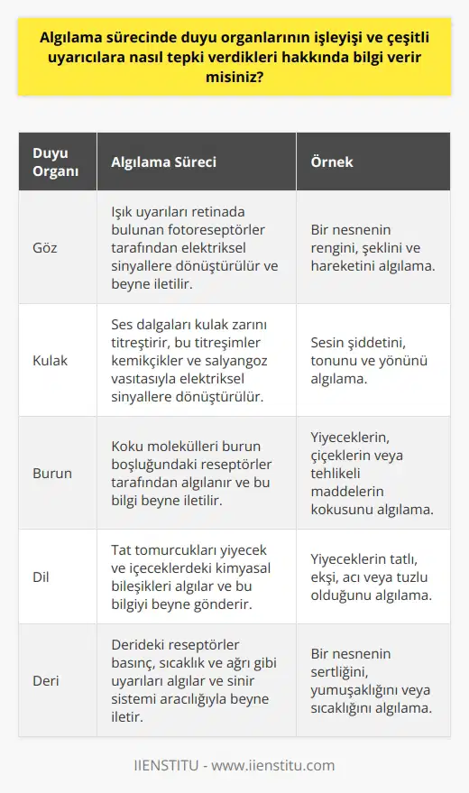 Algıda Duyu Organlarının Rolü  Algıkama sürecinde duyu organlarının işleyişi, birçok uyarıcıya nasıl tepki verdikleri konusunda yaşadığımız çevredeki duyum, renk, şekil ve bunlara ait değişimleri algılar ve bunları ayırt edebiliriz. Algılarımız, duygularımızı, tutumlarımızı ve davranışlarımızı çeşitli uyarıcılar karşısında etkileyen ve bunları değiştiren unsurlardır.   Duyum ve Algı İlişkisi  Bu uyarıcılarıda algılıyoruz ve onlara yorum katıyoruz. Bu da bir nesnenin, ışığın, sesin veya şeklin yorumlarımızda çeşitli anlamlar kazanmasını sağlar. Ancak bu süreç, duyu organlarımızın yapısı ve işleyişi ile doğrudan bağlantılıdır. Algılarımızı şekillendiren duyularımız ve bu duyularımızın bir olayı yorumlamadaki rolleri bizi çevremizle bağlantımızı anlamamızda kritik öneme sahiptir.   Algıda Seçicilik ve Çevre Etkisi  Buna karşılık, algıda seçicilik kavramı, beynimizin belirli uyarılara ve bilgilere nasıl odaklandığını belirler. Bu seçicilik, beynin işleme kapasitesinin sınırlı olması ve bilgi akışını azaltma çabasıyla ilgilidir. Aynı zamanda, çevremizden gelen uyarıların ve kazanılan deneyimlerin de algıda seçicilik üzerinde önemli bir rolü olduğunu belirtmek gerekir.   Kişisel Farkliliklar ve Algı  Algı sürecinde, herkesin farklı bir algı düzeyi ve bakış açısı vardır. Bir portakalın, yaş ve kişisel deneyimlere bağlı olarak bir çocuk için bir top veya bir yetişkin için bir meyve suyu olabileceği örneği, bu farklılıkları açıklamada etkili bir örnektir. Algıları şekillendiren tecrübemiz ve yaşadıklarımız, bize özgü bir bakış açısı kazandırır ve bu bakış açısı, etrafımızdaki dünyayı anlamamızı sağlar.  Algıda Bilinçli Düzey   Algılama seviyesi, insanın bilinçli düzeyi ile doğru orantılı olup, kişi daima görmek istediğini görme eğilimindedir. Kişinin kendini algılaması ve bilinç bakımından kendi varlığının farkına varması, dış dünyayı hangi bakış açısıyla algılayacağının ölçütüdür. Bu da, algının kalitesini ve doğruluğunu belirler.   Sonuç olarak, insanların algılama süreçleri ve duyu organlarının işleyişi üzerine ayrıntılı bir şekilde bilgi edinmek, duygularımızı, tutumlarımızı ve davranışlarımızı nasıl etkilediğini daha iyi anlamamıza yardımcı olabilir.