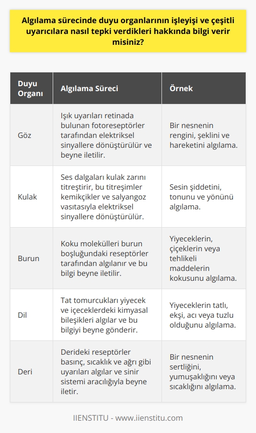 Algıda Duyu Organlarının Rolü Algıkama sürecinde duyu organlarının işleyişi, birçok uyarıcıya nasıl tepki verdikleri konusunda yaşadığımız çevredeki duyum, renk, şekil ve bunlara ait değişimleri algılar ve bunları ayırt edebiliriz. Algılarımız, duygularımızı, tutumlarımızı ve davranışlarımızı çeşitli uyarıcılar karşısında etkileyen ve bunları değiştiren unsurlardır. Duyum ve Algı İlişkisi Bu uyarıcılarıda algılıyoruz ve onlara yorum katıyoruz. Bu da bir nesnenin, ışığın, sesin veya şeklin yorumlarımızda çeşitli anlamlar kazanmasını sağlar. Ancak bu süreç, duyu organlarımızın yapısı ve işleyişi ile doğrudan bağlantılıdır. Algılarımızı şekillendiren duyularımız ve bu duyularımızın bir olayı yorumlamadaki rolleri bizi çevremizle bağlantımızı anlamamızda kritik öneme sahiptir. Algıda Seçicilik ve Çevre Etkisi Buna karşılık, algıda seçicilik kavramı, beynimizin belirli uyarılara ve bilgilere nasıl odaklandığını belirler. Bu seçicilik, beynin işleme kapasitesinin sınırlı olması ve bilgi akışını azaltma çabasıyla ilgilidir. Aynı zamanda, çevremizden gelen uyarıların ve kazanılan deneyimlerin de algıda seçicilik üzerinde önemli bir rolü olduğunu belirtmek gerekir. Kişisel Farkliliklar ve Algı Algı sürecinde, herkesin farklı bir algı düzeyi ve bakış açısı vardır. Bir portakalın, yaş ve kişisel deneyimlere bağlı olarak bir çocuk için bir top veya bir yetişkin için bir meyve suyu olabileceği örneği, bu farklılıkları açıklamada etkili bir örnektir. Algıları şekillendiren tecrübemiz ve yaşadıklarımız, bize özgü bir bakış açısı kazandırır ve bu bakış açısı, etrafımızdaki dünyayı anlamamızı sağlar. Algıda Bilinçli Düzey Algılama seviyesi, insanın bilinçli düzeyi ile doğru orantılı olup, kişi daima görmek istediğini görme eğilimindedir. Kişinin kendini algılaması ve bilinç bakımından kendi varlığının farkına varması, dış dünyayı hangi bakış açısıyla algılayacağının ölçütüdür. Bu da, algının kalitesini ve doğruluğunu belirler. Sonuç olarak, insanların algılama süreçleri ve duyu organlarının işleyişi üzerine ayrıntılı bir şekilde bilgi edinmek, duygularımızı, tutumlarımızı ve davranışlarımızı nasıl etkilediğini daha iyi anlamamıza yardımcı olabilir.
