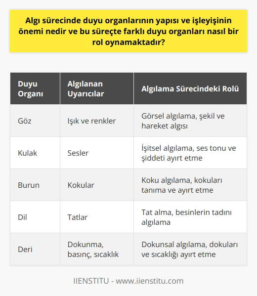 Algılama Sürecinde Duyu Organlarının Önemi ve Rolü  Yaşadığımız çevredeki duyumlar, renkler, şekiller ve değişimlerin ayırt edilmesi, duygularımız, tutum ve davranışlarımızı etkileyen faktörlerle bağlantılıdır. Bu faktörler, duyu organlarının yapısı, işleyişi ve çevre ile kazanılan deneyimlerin etkilesindedir. İnsanlar, çeşitli uyarıcılara maruz kalarak bu uyarıcıları anlamlandırmak adına yorumlar katarlar. Bu süreçte duyu organlarının yapısı ve işleyişi büyük öneme sahiptir.  Farklı Duyu Organlarının İşlevleri  Farklı duyu organları, bu süreçte önemli roller oynar. Algılama sürecinin hayati bir parçası olarak, her organ kendi işlevine göre içinde bulunduğumuz çevreye ait bilgileri işlemeye yardımcı olur. Örneğin, göz ışık ve renkleri, kulak ise sesleri algılamaktadır. Bu işlem sonucunda duyumlar anlamlı hale gelerek bir algıya dönüşür ve her bireyin kendine özgü algı düzeyi ve bakış açısı oluşur.  Algıların Çevre ve Deneyimlere Bağlı Şekillenmesi  Çevre ve kazanılan deneyimler, algı sürecinde kritik bir rol oynar. Çünkü bireyler, yaşam deneyimleri ve geçmiş olaylardan öğrendikleri bilgilerle, algılarını geliştirir, çarpıtır veya renklendirir. Bu nedenle, aynı durumlarda veya uyarıcılar karşısında herkesin farklı bir algı düzeyi ve bakış açısı vardır.  Algıda Seçicilik ve Bilgi İşleme  Beynimizin sınırlı bir bilgi işleme kapasitesine sahip olması nedeniyle, algıda seçicilik önemli bir faktördür. Bu kavram, beynimizin hangi bilgilere dikkat edeceğini, mevcut hedeflerimize veya ihtiyaçlarımıza bağlı olarak seçeceğini ifade eder. Algıda seçicilik, belli durumlarda avantajlı olsa da, önemli bilgilerin gözden kaçırılmasına yol açabilir.  Bilinç ve Algılama Seviyesi  Bir bireyin dünyayı algılama seviyesi, ne kadar bilinçli bir düzeyde olduğuyla doğru orantılıdır. İnsanlar, duyumlarını anlamlı hale getirerek algılarını etkileyen faktörlerden biri olan bilinçle hareket ederler.  Sonuç olarak, algılama sürecinde duyu organlarının yapısı ve işleyişi büyük öneme sahiptir, çünkü bu süreçte farklı duyu organları önemli roller oynamaktadır. Algılarımız, çevre ve kazanılan deneyimlerin etkisiyle şekillenmektedir ve bu süreçte bilinç, bilgi işleme ve algıda seçicilik gibi faktörler önemli rol oynar.