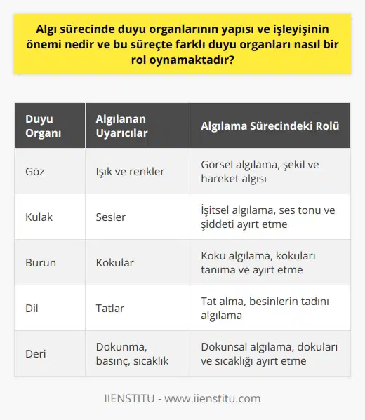 Algılama Sürecinde Duyu Organlarının Önemi ve Rolü  Yaşadığımız çevredeki duyumlar, renkler, şekiller ve değişimlerin ayırt edilmesi, duygularımız, tutum ve davranışlarımızı etkileyen faktörlerle bağlantılıdır. Bu faktörler, duyu organlarının yapısı, işleyişi ve çevre ile kazanılan deneyimlerin etkilesindedir. İnsanlar, çeşitli uyarıcılara maruz kalarak bu uyarıcıları anlamlandırmak adına yorumlar katarlar. Bu süreçte duyu organlarının yapısı ve işleyişi büyük öneme sahiptir.  Farklı Duyu Organlarının İşlevleri  Farklı duyu organları, bu süreçte önemli roller oynar. Algılama sürecinin hayati bir parçası olarak, her organ kendi işlevine göre içinde bulunduğumuz çevreye ait bilgileri işlemeye yardımcı olur. Örneğin, göz ışık ve renkleri, kulak ise sesleri algılamaktadır. Bu işlem sonucunda duyumlar anlamlı hale gelerek bir algıya dönüşür ve her bireyin kendine özgü algı düzeyi ve bakış açısı oluşur.  Algıların Çevre ve Deneyimlere Bağlı Şekillenmesi  Çevre ve kazanılan deneyimler, algı sürecinde kritik bir rol oynar. Çünkü bireyler, yaşam deneyimleri ve geçmiş olaylardan öğrendikleri bilgilerle, algılarını geliştirir, çarpıtır veya renklendirir. Bu nedenle, aynı durumlarda veya uyarıcılar karşısında herkesin farklı bir algı düzeyi ve bakış açısı vardır.  Algıda Seçicilik ve Bilgi İşleme  Beynimizin sınırlı bir bilgi işleme kapasitesine sahip olması nedeniyle, algıda seçicilik önemli bir faktördür. Bu kavram, beynimizin hangi bilgilere dikkat edeceğini, mevcut hedeflerimize veya ihtiyaçlarımıza bağlı olarak seçeceğini ifade eder. Algıda seçicilik, belli durumlarda avantajlı olsa da, önemli bilgilerin gözden kaçırılmasına yol açabilir.  Bilinç ve Algılama Seviyesi  Bir bireyin dünyayı algılama seviyesi, ne kadar bilinçli bir düzeyde olduğuyla doğru orantılıdır. İnsanlar, duyumlarını anlamlı hale getirerek algılarını etkileyen faktörlerden biri olan bilinçle hareket ederler.  Sonuç olarak, algılama sürecinde duyu organlarının yapısı ve işleyişi büyük öneme sahiptir, çünkü bu süreçte farklı duyu organları önemli roller oynamaktadır. Algılarımız, çevre ve kazanılan deneyimlerin etkisiyle şekillenmektedir ve bu süreçte bilinç, bilgi işleme ve algıda seçicilik gibi faktörler önemli rol oynar.