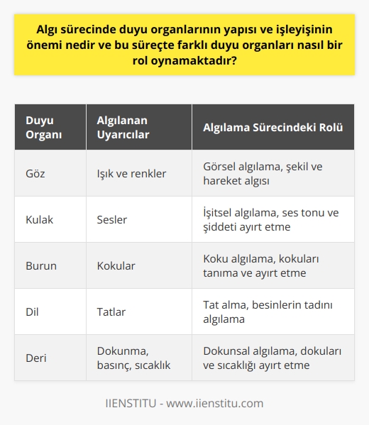 Algılama Sürecinde Duyu Organlarının Önemi ve Rolü Yaşadığımız çevredeki duyumlar, renkler, şekiller ve değişimlerin ayırt edilmesi, duygularımız, tutum ve davranışlarımızı etkileyen faktörlerle bağlantılıdır. Bu faktörler, duyu organlarının yapısı, işleyişi ve çevre ile kazanılan deneyimlerin etkilesindedir. İnsanlar, çeşitli uyarıcılara maruz kalarak bu uyarıcıları anlamlandırmak adına yorumlar katarlar. Bu süreçte duyu organlarının yapısı ve işleyişi büyük öneme sahiptir. Farklı Duyu Organlarının İşlevleri Farklı duyu organları, bu süreçte önemli roller oynar. Algılama sürecinin hayati bir parçası olarak, her organ kendi işlevine göre içinde bulunduğumuz çevreye ait bilgileri işlemeye yardımcı olur. Örneğin, göz ışık ve renkleri, kulak ise sesleri algılamaktadır. Bu işlem sonucunda duyumlar anlamlı hale gelerek bir algıya dönüşür ve her bireyin kendine özgü algı düzeyi ve bakış açısı oluşur. Algıların Çevre ve Deneyimlere Bağlı Şekillenmesi Çevre ve kazanılan deneyimler, algı sürecinde kritik bir rol oynar. Çünkü bireyler, yaşam deneyimleri ve geçmiş olaylardan öğrendikleri bilgilerle, algılarını geliştirir, çarpıtır veya renklendirir. Bu nedenle, aynı durumlarda veya uyarıcılar karşısında herkesin farklı bir algı düzeyi ve bakış açısı vardır. Algıda Seçicilik ve Bilgi İşleme Beynimizin sınırlı bir bilgi işleme kapasitesine sahip olması nedeniyle, algıda seçicilik önemli bir faktördür. Bu kavram, beynimizin hangi bilgilere dikkat edeceğini, mevcut hedeflerimize veya ihtiyaçlarımıza bağlı olarak seçeceğini ifade eder. Algıda seçicilik, belli durumlarda avantajlı olsa da, önemli bilgilerin gözden kaçırılmasına yol açabilir. Bilinç ve Algılama Seviyesi Bir bireyin dünyayı algılama seviyesi, ne kadar bilinçli bir düzeyde olduğuyla doğru orantılıdır. İnsanlar, duyumlarını anlamlı hale getirerek algılarını etkileyen faktörlerden biri olan bilinçle hareket ederler. Sonuç olarak, algılama sürecinde duyu organlarının yapısı ve işleyişi büyük öneme sahiptir, çünkü bu süreçte farklı duyu organları önemli roller oynamaktadır. Algılarımız, çevre ve kazanılan deneyimlerin etkisiyle şekillenmektedir ve bu süreçte bilinç, bilgi işleme ve algıda seçicilik gibi faktörler önemli rol oynar.
