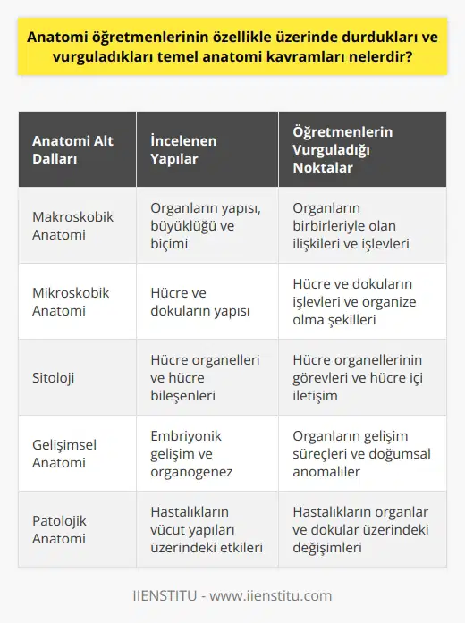 Anatomi öğretmenlerinin üzerinde durduğu ve vurguladığı temel anatomi kavramları, organların yapısı, büyüklüğü, biçimi ve birbirleriyle olan ilişkileri ile ilgili kavramlardır. Bu kavramlar, makroskobik anatomi, mikroskobik anatomi, sitoloji, gelişimsel anatomi ve patolojik anatomiyi içerir. Her bir alt dal, vücuttaki belirli bir organ veya sistemin detaylı incelemesini sağlar.  Anatomi öğretmenlerinin temel görevleri, organların yapısını ve fonksiyonlarını öğretmek, anatomik terimler ve jargonu öğrencilere aktarmak, iskelet ve kas yapısının ve işleyişini anlamalarını sağlamaktır. Bu öğretmenler, organlar ve sistemlerin birbirleri ile olan ilişkilerini, organların işlevlerini ve bunların insan vücudundaki önemini vurgularlar.  Ayrıca, özellikle vurgulanan bir diğer konu da organların ve sistemlerin sadece kendi başına işleyişleri değil, bütün olarak vücut sisteminin işleyişine olan katkılarıdır. Mesela solunum sistemi, dolaşım sistemi ve endokrin sistemi hakkında bilgi aktarılırken, bu sistemlerin birbiri ile olan ilişkileri ve vücudun genel işleyişindeki rolleri üzerinde durulur.  Anatomi öğretmeni olabilmek için biyoloji gibi bir bilim dalında lisans derecesine sahip olmak gereklidir. Bunun yanı sıra, anatomi öğretmenliği mesleğine özgü yetenek ve nitelikler de önemlidir. Bunlar arasında detaylara dikkat etme, iyi gözlem yeteneği, öğrenmeye açık olma, anlaşılır bir şekilde bilgi aktarma yeteneği ve iyi iletişim becerileri sayılabilir.  Tüm bu bilgiler ışığında, anatomi öğretmenlerinin üzerinde durdukları ve vurguladıkları temel anatomi kavramlarının, vücut organlarının yapısı, büyüklüğü, biçimi ve birbirleriyle olan ilişkileri olduğu sonucuna varabiliriz. Uygun eğitim ve yeteneklere sahip olan bireylerin, bu alanda başarılı bir anatomi öğretmeni olabileceği söylenebilir.