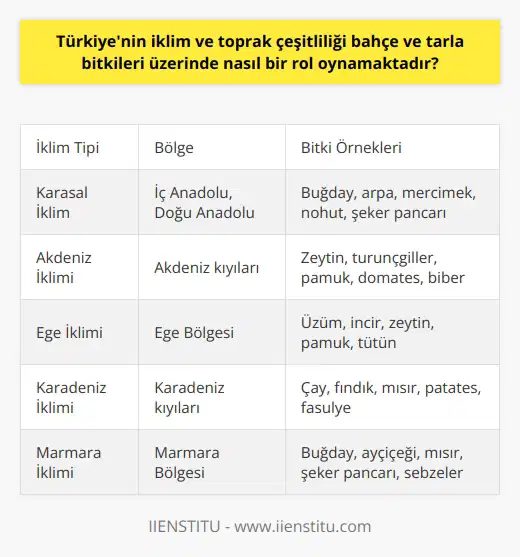 İklimin Etkileri: Türkiyenin iklim ve toprak çeşitliliği, bahçe ve tarla bitkileri üzerinde önemli bir rol oynamaktadır. Bu çeşitlilik, bitkilerin gelişimine ve yayılımına katkı sağlar. Ülkenin farklı bölgelerinde karasal, Akdeniz, Ege ve Karadeniz iklimi gibi çeşitli iklim tiplerine rastlanır. Bu iklim koşulları, seçilecek bitki türlerinin ve yetiştiricilik uygulamalarının belirlenmesinde önemli rol oynar. Toprak Çeşitliliği: Türkiyenin toprak çeşitliliği, bitki yetiştirme olanaklarını arttırmaktadır. Türkiyede allüvyal, kumlu, killi, tınlı ve torfli gibi farklı toprak yapı ve özelliklerine sahip bölgeler bulunmaktadır. Her bitki türü için ideal olan toprak yapı ve nitelikleri değişkendir. Bu sebeple, hangi bitkilerin hangi bölgelerde daha iyi yetişebileceği, toprak çeşitliliğine bağlıdır. Sulama ve Drenaj: Bahçe ve tarla bitkilerinin başarılı bir şekilde yetiştirilmesinde, su ve drenaj koşulları büyük önem taşır. Türkiyenin iklim ve toprak çeşitliliği sayesinde bitkilerin sulanması ve drenajı için farklı yöntemler uygulanabilmektedir. Örneğin, geniş alüvyal ovalar verimli tarım alanları oluştururken, yüksek rakımlı yerlerde teraslama uygulamaları ile tarım yapılabilmektedir. Bitki Koruma ve Hastalık Yönetimi: İklim ve toprak çeşitliliği, bitki hastalık ve zararlılarının yayılım ve kontrolü açısından da etkili olmaktadır. Türkiyenin farklı bölgelerinde gözlemlenen bitki hastalık ve zararlıları, o bölgenin iklim ve toprak şartlarının bir sonucudur. Bu durum, bahçe ve tarla bitkilerinin etkili koruma ve hastalık yönetimi stratejilerinin uygulanmasını gerektirir. Sonuç olarak, Türkiyenin iklim ve toprak çeşitliliği, bahçe ve tarla bitkilerinin yetiştirilmesi üzerinde belirleyici bir rol oynamaktadır. Ülkedeki bu uygun koşullar, bitkilerin daha geniş bir yelpazedeki tür ve çeşitlerini yetiştirme olanaklarını beraberinde getirir. Bu çeşitlilik, Türkiye tarım sektörünün sürdürülebilirliği ve gelişimi açısından da önemlidir.