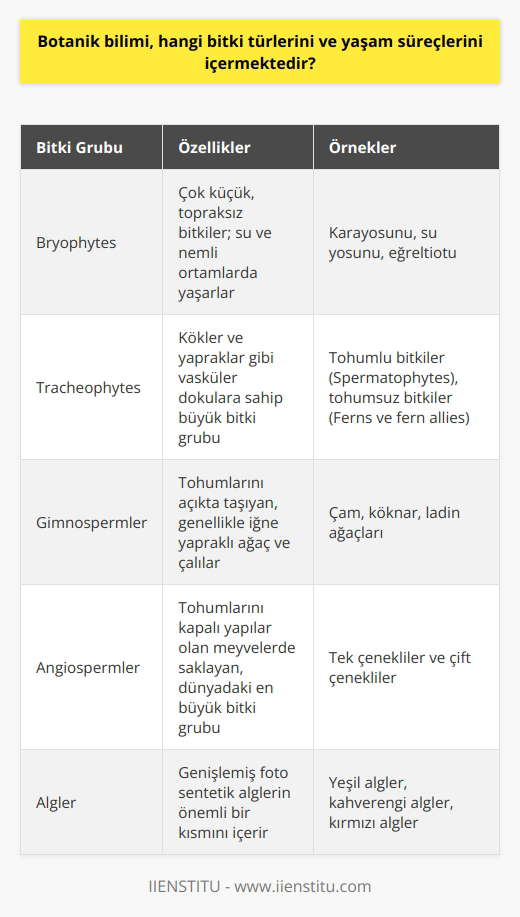 Bitki Türleri ve Sınıflandırması Botanik bilimi, tüm bitki türleri ve yaşam süreçlerini inceleyerek doğadaki bitkilerin işlevlerini, morfolojik yapılarını, fizyolojik mekanizmalarını ve evrimsel ilişkilerini anlamamızı amaçlar. İlk olarak, bitkiler üç temel gruba ayrılır: özelleşmiş kara bitkileri olan bryophytes; tracheophytes, kökler ve yapraklar gibi vasküler dokulara sahip büyük bitki grubu ve genişlemiş foto sentetik alglerin önemli bir kısmını içeren algler. Bryophytes ve Tracheophytes Bryophytes, su ve nemli ortamlarda yaşayan çok küçük, topraksız bitkilerdir. Bu grup, karayosunu, su yosunu ve eğreltiotu gibi bitkileri içerir. Tracheophytes ise, tohumlu bitkiler (Spermatophytes) ve tohumsuz bitkiler (Ferns ve fern allies) olmak üzere iki alt gruba ayrılır. Tohumlu bitkiler, gimnospermler ve angiospermler olarak iki kısımdan oluşur. Tohumlu Bitkiler: Gimnospermler ve Angiospermler Gimnospermler, genellikle tohumlarını açıkta taşıyan, çoğunlukla iğne yapraklı ağaç ve çalılardır. Meşhur örnekleri arasında çam, köknar ve ladin ağaçları bulunur. Angiospermler ise tohumlarını kapalı yapılar olan meyvelerde saklar ve dünyadaki en büyük bitki grubunu oluşturur. İki alt kategoriye ayrılırlar; tek çenekliler ve çift çenekliler. Bitki Yaşam Süreçleri ve Büyüme Bitki yaşam süreçleri, üreme, büyüme ve gelişme açısından karmaşıktır. Üreme sürecinde, bitkiler sporlar veya tohumlar üreterek çoğalır. Büyüme ve gelişme ise fotosentez, solunum, besin alımı, farklılaşma, doku gelişimi ve hormonların düzenlemesi gibi süreçlerle gerçekleşir. Özetle, botanik bilimi, bitkilerin sınıflandırılması, evrimsel ilişkiler, yaşam süreçleri ve adaptasyon mekanizmalarını incelemeye odaklanır. Dört ana bitki grubu bryophytes, tracheophytes, gimnospermler ve angiospermler üzerine gerçekleştirilen bu çalışmalar, biyolojik çeşitlilik ve ekosistem dengesi açısından büyük önem taşır.