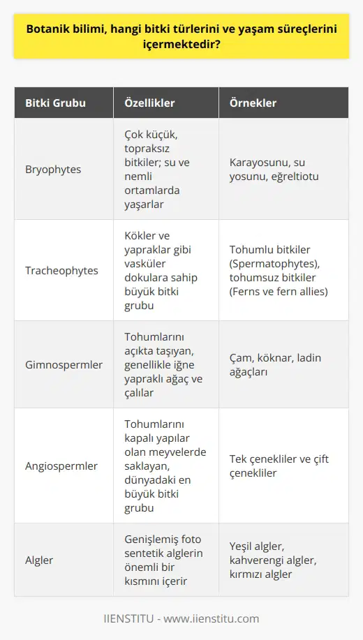 Bitki Türleri ve Sınıflandırması Botanik bilimi, tüm bitki türleri ve yaşam süreçlerini inceleyerek doğadaki bitkilerin işlevlerini, morfolojik yapılarını, fizyolojik mekanizmalarını ve evrimsel ilişkilerini anlamamızı amaçlar. İlk olarak, bitkiler üç temel gruba ayrılır: özelleşmiş kara bitkileri olan bryophytes; tracheophytes, kökler ve yapraklar gibi vasküler dokulara sahip büyük bitki grubu ve genişlemiş foto sentetik alglerin önemli bir kısmını içeren algler. Bryophytes ve Tracheophytes Bryophytes, su ve nemli ortamlarda yaşayan çok küçük, topraksız bitkilerdir. Bu grup, karayosunu, su yosunu ve eğreltiotu gibi bitkileri içerir. Tracheophytes ise, tohumlu bitkiler (Spermatophytes) ve tohumsuz bitkiler (Ferns ve fern allies) olmak üzere iki alt gruba ayrılır. Tohumlu bitkiler, gimnospermler ve angiospermler olarak iki kısımdan oluşur. Tohumlu Bitkiler: Gimnospermler ve Angiospermler Gimnospermler, genellikle tohumlarını açıkta taşıyan, çoğunlukla iğne yapraklı ağaç ve çalılardır. Meşhur örnekleri arasında çam, köknar ve ladin ağaçları bulunur. Angiospermler ise tohumlarını kapalı yapılar olan meyvelerde saklar ve dünyadaki en büyük bitki grubunu oluşturur. İki alt kategoriye ayrılırlar; tek çenekliler ve çift çenekliler. Bitki Yaşam Süreçleri ve Büyüme Bitki yaşam süreçleri, üreme, büyüme ve gelişme açısından karmaşıktır. Üreme sürecinde, bitkiler sporlar veya tohumlar üreterek çoğalır. Büyüme ve gelişme ise fotosentez, solunum, besin alımı, farklılaşma, doku gelişimi ve hormonların düzenlemesi gibi süreçlerle gerçekleşir. Özetle, botanik bilimi, bitkilerin sınıflandırılması, evrimsel ilişkiler, yaşam süreçleri ve adaptasyon mekanizmalarını incelemeye odaklanır. Dört ana bitki grubu bryophytes, tracheophytes, gimnospermler ve angiospermler üzerine gerçekleştirilen bu çalışmalar, biyolojik çeşitlilik ve ekosistem dengesi açısından büyük önem taşır.