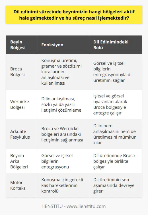 Dil Edinimi Sürecinde Aktif Bölgeler  Dil edinimi sürecinde beynin farklı bölgeleri aktif hale gelmektedir. Başlıca bu bölgeler, Broca bölgesi, Wernicke bölgesi ve arkuate fasykülüs olarak bilinir.  Broca Bölgesi ve Dil Üretimi   Broca bölgesi beynin sol yarıküzünde yer alır ve konuşma üretimiyle ilgilidir. Bu bölge, dilin gramer ve sözdizimi kurallarının anlaşılması ve kullanılması için önemlidir. Dil üretiminde aynı zamanda, görsel ve işitsel bilgilerin slikasyonundan sorumlu olan beynin arka bölgeleri ile iletişim halinde bulunur.  Wernicke Bölgesi ve Dil Anlama  Wernicke bölgesi ise, yine beynin sol yarıküzünde bulunan temporal lobda yer alır. Bu bölgenin temel işlevi, dilin anlaşılmasını sağlamaktır. Yani, karşı taraftan gelen sözlü ya da yazılı iletişimi çözümleyerek bir anlam bütünlüğü sağlar. Ayrıca dil edinimi sürecinde, Wernicke bölgesi işitsel ve görsel uyaranları alarak Broca bölgesiyle entegre çalışır.  Arkuate Fasykülüs ve Dil İşlevleri   Bu iki bölgenin görevlerini yerine getirebilmesi için, beynin farklı bölgelerini birleştiren arkuate fasykülüs adındaki sinir lifi yolunun da çalışması gerekmektedir. Bu yapı, Broca ve Wernicke bölgeleri arasındaki iletişimin sağlanmasını, dolayısıyla dilin hem anlaşılmasını hem de üretilmesini mümkün kılar.  Dil Edinimi Sürecinin İşleyişi  Dil edinimi süreci, esas olarak bu üç bileşenin birbirleriyle etkileşimi sonucu gerçekleşir. İlk olarak, Wernicke bölgesi gelen dil bilgisini çözümler ve anlamlandırır. Ardından arkuate fasykülüs aracılığıyla bu bilgi Broca bölgesine iletilir. Burada, beynin arka bölgelerinden gelen bilgilerle entegrasyon sağlandıktan sonra, üretilecek dilin sözdizimi ve gramer kuralları belirlenir. Son olarak, dil üretimi süreci motor kortekse bağlı kasların hareketiyle sonuçlanır ve konuşma gerçekleşir. Bu şekilde dil edinimi ve kullanımı süreklilik gösteren bir işlem olarak işlemektedir.