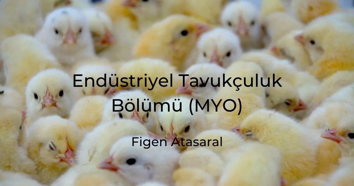 Endüstriyel Tavukçuluk Bölümü (MYO)