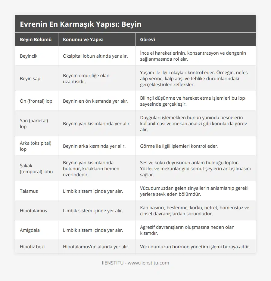 Beyincik, Oksipital lobun altında yer alır, İnce el hareketlerinin, konsantrasyon ve dengenin sağlanmasında rol alır, Beyin sapı, Beynin omuriliğe olan uzantısıdır, Yaşam ile ilgili olayları kontrol eder Örneğin; nefes alıp verme, kalp atışı ve tehlike durumlarındaki gerçekleştirilen refleksler, Ön (frontal) lop, Beynin en ön kısmında yer alır, Bilinçli düşünme ve hareket etme işlemleri bu lop sayesinde gerçekleşir, Yan (parietal) lop, Beynin yan kısımlarında yer alır, Duyguları işlemekken bunun yanında nesnelerin kullanılması ve mekan analizi gibi konularda görev alır, Arka (oksipital) lop, Beynin arka kısmında yer alır, Görme ile ilgili işlemleri kontrol eder, Şakak (temporal) lobu, Beynin yan kısımlarında bulunur, kulakların hemen üzerindedir, Ses ve koku duyusunun anlam bulduğu loptur Yüzler ve mekanlar gibi somut şeylerin anlaşılmasını sağlar, Talamus, Limbik sistem içinde yer alır, Vücudumuzdan gelen sinyallerin anlamlanıp gerekli yerlere sevk eden bölümdür, Hipotalamus, Limbik sistem içinde yer alır, Kan basıncı, beslenme, korku, nefret, homeostaz ve cinsel davranışlardan sorumludur, Amigdala, Limbik sistem içinde yer alır, Agresif davranışların oluşmasına neden olan kısımdır, Hipofiz bezi, Hipotalamus’un altında yer alır, Vücudumuzun hormon yönetim işlemi buraya aittir
