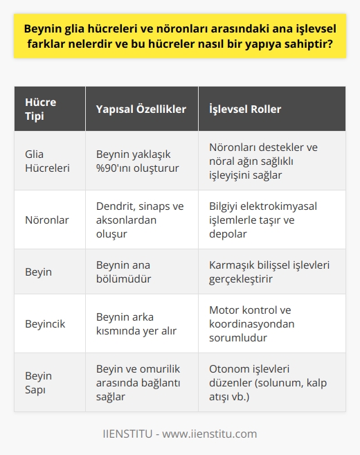 Beyin Hücreleri: Glia ve Nöronlar  Beyin, çoğunlukla glia hücrelerinden ve nöronlardan oluşur. Hücreler arasında işlevsel farklar bulunur. Yaklaşık yüzde 90ını oluşturan glia hücrelerinin ana işlevi nöronları desteklemektir. Destek hücreleri olarak da bilinen glia hücreleri, nöral ağın sağlıklı bir şekilde işleyebilmesi için çeşitli rollere sahiptir. Aynı zamanda, beyin hücreleri arasındaki iletişim sürecinde de önemli bir rol oynarlar.  Diğer yandan, beyin hücrelerinin yaklaşık yüzde 10u nöranlardan oluşmaktadır. Nöronlar, beyin fonksiyonlarının gerçekleştirilmesi için ele alınan bilgileri alıp, işler ve depolarlar. Dendrit, sinaps ve aksonlardan oluşan bu hücreler, elektrokimyasal işlemlerle bilgiyi taşırlar ve bir mili saniyede gerçekleşebilir. Beyin hücreleri arasındaki bu iletişim süreci eş zamanlı olarak gerçekleşir.  Daha da büyük bir bakış açısıyla, ampul gibi düşünülebilir. Ampul, beyin hücrelerinin tümünün işlevlerini ve etkileşimini temsil eder. Beyin hücreleri arasındaki bağlantıların sayısı, internet üzerinde bulunan bağlantıların sayısından daha fazladır, bu da beynin karmaşıklığını ve genişlemesini anlamamızı sağlar. Beyin temelde üç ana bölümden oluşur; beyin, beyincik ve beyin sapı. Her biri farklı işlevlere ve yapılara sahiptir.  Sonuç olarak, beynimizin yapısı büyüleyici bir mekanizmadır ve bu yapının işleyişi ve karmaşıklığından dolayı hayranlık uyandırır. Beynimiz, sadece 15W bir ampulü yakacak kadar enerjiyle tüm vücut işlevlerini kontrol eder ve dünyadaki daha fazla bağ anteni kurar. Bu nedenle, beyin hücrelerimizin işlev ve yapısını anlamak, bizim için son derece önemlidir.