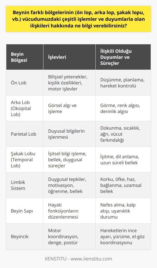 Beynimiz, vücudumuzun tüm işleyişi için hayati bir organ olan beyinde, çeşitli bölgeler farklı işlevlere sahiptir. Ön lob, bilişsel yeteneklerimizi, kişilik özelliklerimizi ve motor işlevlerimizi kontrol eder. Arka lob veya oksipital lob ise genellikle görme ile ilişkili olarak bilinir.  Yan taraftaki parietal lop, dokunma, sıcaklık ve ağrı gibi bir dizi duyumda rol oynar. Şakak lopu (temporal lop), işitsel bilgiyi işlemede ve anlamlandırmada kilit bir rol oynar. Dahası, yüksek düzeyde bellek işlemlerini yerine getirir.   Limbik sistem, duygusal tepkilerimizi, motivasyonumuzu, anılarımızı ve öğrenme yeteneğimizi kontrol eder. Beyin sapı nefes almamızı, kalp atış hızımızı ve uyanıklık durumumuzu düzenler. Beyincik ise hareketlerimizin düzenlenmesinde, denge ve yürüme gibi motor işlevlerinde önemli bir rol oynar.  Sonuç olarak, beynimiz vücudumuz için hayati öneme sahip karmaşık bir organ olup vücudumuzun pek çok farklı işlemi ve duyumunu yönetme yeteneğine sahiptir. olarak kontrol ederken, anlaşılması ve incelenmesi hayli karmaşıktır, ancak son derece ilginç ve heyecan verici bir konudur.