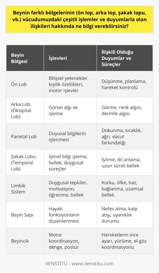 Beynimiz, vücudumuzun tüm işleyişi için hayati bir organ olan beyinde, çeşitli bölgeler farklı işlevlere sahiptir. Ön lob, bilişsel yeteneklerimizi, kişilik özelliklerimizi ve motor işlevlerimizi kontrol eder. Arka lob veya oksipital lob ise genellikle görme ile ilişkili olarak bilinir. Yan taraftaki parietal lop, dokunma, sıcaklık ve ağrı gibi bir dizi duyumda rol oynar. Şakak lopu (temporal lop), işitsel bilgiyi işlemede ve anlamlandırmada kilit bir rol oynar. Dahası, yüksek düzeyde bellek işlemlerini yerine getirir. Limbik sistem, duygusal tepkilerimizi, motivasyonumuzu, anılarımızı ve öğrenme yeteneğimizi kontrol eder. Beyin sapı nefes almamızı, kalp atış hızımızı ve uyanıklık durumumuzu düzenler. Beyincik ise hareketlerimizin düzenlenmesinde, denge ve yürüme gibi motor işlevlerinde önemli bir rol oynar. Sonuç olarak, beynimiz vücudumuz için hayati öneme sahip karmaşık bir organ olup vücudumuzun pek çok farklı işlemi ve duyumunu yönetme yeteneğine sahiptir. olarak kontrol ederken, anlaşılması ve incelenmesi hayli karmaşıktır, ancak son derece ilginç ve heyecan verici bir konudur.