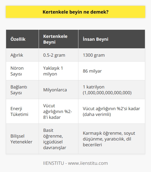 Kertenkele Beyin ve İnsan Beyni Karşılaştırması  İnternetin Çarpıcı İstatistikleri ve İnsan Beyni  Günümüz teknolojisinin hızı giderek artmakta ve internet üzerinde saniyede 9000 tweet atılıyor, 2.9 milyon e-posta gönderiliyor, 4300 Skype araması yapılıyor ve YouTubeden 82.000 video izleniyor. Ancak, bu verilere rağmen, 1300 gram ağırlığındaki insan beyni işlem kapasitesi açısından internet ağından çok daha üstündür.  Nöronlar, Dendritler, Sinapslar ve Aksonlar: Beynin İşlevsel Bileşenleri  İnsan beyni, glia hücrelerinin %90ını ve nöronların %10unu oluşturur. Glia hücrelerinin görevi, nöronları desteklemektir, nöronlar ise bilgiyi alıp, depolamak ve işlemektir. Beyinde bulunan 86 milyar nöron birbirleriyle 1 katrilyon bağlantı yapar. Nöronlar dendrit, sinaps ve aksonlardan oluşur ve bu bileşenleri bir ağaç gibi düşünebiliriz.  Beynin Yapısı ve Korunması: Kranium, BOS ve Çaprazlama  Beyin, vücuttaki en iyi korunan organdır ve dış yapısı kranium adı verilen kemik yapıdan oluşur. Beyin ile bu yapı arasında BOS (beyin omurilik sıvısı) bulunur ve beyin jölemsi bir kıvamda olduğu için bu sıvı içinde yüzer. Bu sayede beyin, çarpma anında kendi kendine baskı yapıp ezilmesi engellenir. Beyin, omurilik aracılığıyla çaprazlama yaparak vücuda yayılır.  Beyin Bölgeleri ve İşlevleri: Beyincik, Beyinsapı ve Loblar  İnsan beyninin ana bölümleri beyin, beyincik ve beyin sapıdır. Frontal lop, parietal lop, oksipital lop, şakak lobu ve limbik sistem gibi bileşenlerle de beynin işlevleri arasında farklılaşır. Bu farklı bölgeler vücudumuzun çeşitli işlevlerinden sorumludur.  Sonuç: Kertenkele Beyni Karşısında İnsan Beyni  İnsan beyninin işleyişine hayran olmamak mümkün değildir. İnternetin gücüne rağmen, insan beyni dünyanın en gelişmiş işlemcilerinden daha fazla bağlantı noktası sunar ve elektrik enerjisine göre çok daha az enerji harcar. Bu doğal ve canlı yapı, insanın yaşamsal faaliyetlerini kontrol eder ve öğrenmeye ve öğretmeye sürekli olarak açıktır. Buna kertenkele beyin denmektedir ve bu yapı insan yaşamının en önemli parçasıdır.
