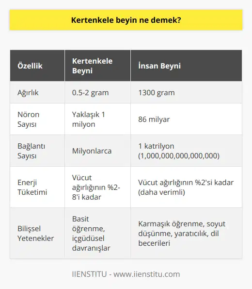 Kertenkele Beyin ve İnsan Beyni Karşılaştırması İnternetin Çarpıcı İstatistikleri ve İnsan Beyni Günümüz teknolojisinin hızı giderek artmakta ve internet üzerinde saniyede 9000 tweet atılıyor, 2.9 milyon e-posta gönderiliyor, 4300 Skype araması yapılıyor ve YouTubeden 82.000 video izleniyor. Ancak, bu verilere rağmen, 1300 gram ağırlığındaki insan beyni işlem kapasitesi açısından internet ağından çok daha üstündür. Nöronlar, Dendritler, Sinapslar ve Aksonlar: Beynin İşlevsel Bileşenleri İnsan beyni, glia hücrelerinin %90ını ve nöronların %10unu oluşturur. Glia hücrelerinin görevi, nöronları desteklemektir, nöronlar ise bilgiyi alıp, depolamak ve işlemektir. Beyinde bulunan 86 milyar nöron birbirleriyle 1 katrilyon bağlantı yapar. Nöronlar dendrit, sinaps ve aksonlardan oluşur ve bu bileşenleri bir ağaç gibi düşünebiliriz. Beynin Yapısı ve Korunması: Kranium, BOS ve Çaprazlama Beyin, vücuttaki en iyi korunan organdır ve dış yapısı kranium adı verilen kemik yapıdan oluşur. Beyin ile bu yapı arasında BOS (beyin omurilik sıvısı) bulunur ve beyin jölemsi bir kıvamda olduğu için bu sıvı içinde yüzer. Bu sayede beyin, çarpma anında kendi kendine baskı yapıp ezilmesi engellenir. Beyin, omurilik aracılığıyla çaprazlama yaparak vücuda yayılır. Beyin Bölgeleri ve İşlevleri: Beyincik, Beyinsapı ve Loblar İnsan beyninin ana bölümleri beyin, beyincik ve beyin sapıdır. Frontal lop, parietal lop, oksipital lop, şakak lobu ve limbik sistem gibi bileşenlerle de beynin işlevleri arasında farklılaşır. Bu farklı bölgeler vücudumuzun çeşitli işlevlerinden sorumludur. Sonuç: Kertenkele Beyni Karşısında İnsan Beyni İnsan beyninin işleyişine hayran olmamak mümkün değildir. İnternetin gücüne rağmen, insan beyni dünyanın en gelişmiş işlemcilerinden daha fazla bağlantı noktası sunar ve elektrik enerjisine göre çok daha az enerji harcar. Bu doğal ve canlı yapı, insanın yaşamsal faaliyetlerini kontrol eder ve öğrenmeye ve öğretmeye sürekli olarak açıktır. Buna kertenkele beyin denmektedir ve bu yapı insan yaşamının en önemli parçasıdır.