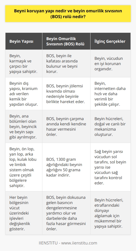 Beyni Koruyan Yapı ve Beyin Omurilik Sıvısının Rolü  İnsan beyninin karmaşık ve çarpıcı yapısını keşfetmek, bilimsel araştırmaların en büyük odaklarından biridir. Beyin, vücudumuzun en iyi korunan organıdır. Dış yapısı, kranium adı verilen kemik bir yapıdan oluşur. Beyin ile bu kemik yapı arasında Beyin Omurilik Sıvısı (BOS) bulunur. Beyin Omurilik Sıvısı, beyinin jölemsi kıvamda olması nedeniyle beyinle birlikte hareket eder. Beynin çarpma anında kendi kendine hasar vermesini önler.   BOS, 1300 gram ağırlığındaki beyinin ağırlığını 50 grama kadar indirir. Bu durum, beyin dokusuna gelen basıncın dengelenmesine yardımcı olur. Ayrıca, beyne gelen darbelerde beyin dokusunun daha fazla hasar görmesini önler. BOS ayrıca, beynden çıkan sinirlerin omurilikte çaprazlama yapması ve sonrasında vücuda yayılmasını sağlar. Bu yapı, sağ beyin yarısının vücudun sol tarafını, sol beyin yarısının ise vücudun sağ tarafını kontrol etmesine olanak verir.  Beyin, ana bölümleri olan beyin, beyincik ve beyin sapı gibi ayrılmıştır. Ayrıca, ön lop (frontal), yan lop (parietal), arka lop (oksiptal), kulak lobu (temporal) ve limbik sistem olmak üzere çeşitli bölgelere sahiptir. Her birinin vücut üzerindeki işlevleri değişkenlik gösterir.  Sonuç olarak, beynin korunmasında BOSun önemli bir rolü vardır. Bu karmaşık ve hayati organın çalışması, internetten daha hızlı ve daha verimli bir şekilde gerçekleşir. Beyin hücreleri, doğal ve canlı bir mekanizma oluşturur ve bu nedenle etraflarındaki dünyayı algılamak için mükemmel bir yapıya sahip olmuşlardır. Bu nedenle, beyin omurilik sıvısı ve beynin kendine özgü özellikleri, hayati öneme sahiptir.