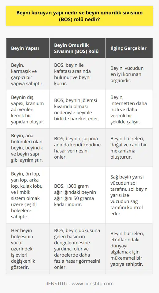 Beyni Koruyan Yapı ve Beyin Omurilik Sıvısının Rolü İnsan beyninin karmaşık ve çarpıcı yapısını keşfetmek, bilimsel araştırmaların en büyük odaklarından biridir. Beyin, vücudumuzun en iyi korunan organıdır. Dış yapısı, kranium adı verilen kemik bir yapıdan oluşur. Beyin ile bu kemik yapı arasında Beyin Omurilik Sıvısı (BOS) bulunur. Beyin Omurilik Sıvısı, beyinin jölemsi kıvamda olması nedeniyle beyinle birlikte hareket eder. Beynin çarpma anında kendi kendine hasar vermesini önler. BOS, 1300 gram ağırlığındaki beyinin ağırlığını 50 grama kadar indirir. Bu durum, beyin dokusuna gelen basıncın dengelenmesine yardımcı olur. Ayrıca, beyne gelen darbelerde beyin dokusunun daha fazla hasar görmesini önler. BOS ayrıca, beynden çıkan sinirlerin omurilikte çaprazlama yapması ve sonrasında vücuda yayılmasını sağlar. Bu yapı, sağ beyin yarısının vücudun sol tarafını, sol beyin yarısının ise vücudun sağ tarafını kontrol etmesine olanak verir. Beyin, ana bölümleri olan beyin, beyincik ve beyin sapı gibi ayrılmıştır. Ayrıca, ön lop (frontal), yan lop (parietal), arka lop (oksiptal), kulak lobu (temporal) ve limbik sistem olmak üzere çeşitli bölgelere sahiptir. Her birinin vücut üzerindeki işlevleri değişkenlik gösterir. Sonuç olarak, beynin korunmasında BOSun önemli bir rolü vardır. Bu karmaşık ve hayati organın çalışması, internetten daha hızlı ve daha verimli bir şekilde gerçekleşir. Beyin hücreleri, doğal ve canlı bir mekanizma oluşturur ve bu nedenle etraflarındaki dünyayı algılamak için mükemmel bir yapıya sahip olmuşlardır. Bu nedenle, beyin omurilik sıvısı ve beynin kendine özgü özellikleri, hayati öneme sahiptir.
