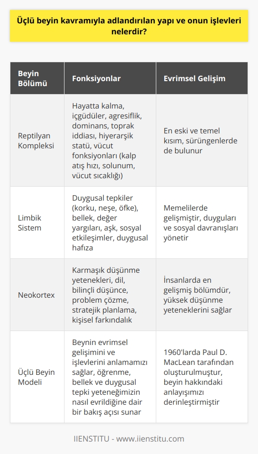 Üçlü beyin kavramı, Paul D. MacLean tarafından 1960’larda oluşturulan ve insan beynini anlama şeklimizi kökten değiştiren bir modeldir. Bu model, beynin evrimsel gelişimini ve işlevlerini anlamamızı sağlar. Üçlü beyin modeline göre, insan beyni üç ana bölümden oluşur: Reptilyan kompleksi, limbik sistem ve neokortex.  Reptilyan kompleksi en eski ve en temel kısmımızdır. Hayatta kalmak için gereken en temel işlevlerden sorumludur. İçgüdülerimiz, agresiflik, dominans, toprak iddiası ve hiyerarşik statü gibi davranışları yönetir. Ayrıca vücut fonksiyonlarımızı da yönetir; kalp atış hızını, solunumu ve vücut sıcaklığını kontrol eder.  İkinci bölge olan limbik sistem, duygusal tepkiler, bellek, değer yargıları, aşk ve genel anlamda sosyal etkileşimler konusunda rol oynar. Korku, neşe ve öfke gibi duyguları deneyimleriz ve duygusal hafızamızı oluştururuz.  Üçüncü ve en son bölge olan neokortex, insanların karmaşık düşünme yeteneklerine, dil ve bilinçli düşünce yeteneğine sahip olmalarını sağlar. Problem çözme, stratejik planlama, dil yeteneği ve kişisel farkındalık gibi daha yüksek düşünme yetenekleri burada bulunur.  Bu model bizim beyin hakkındaki anlayışımızı derinleştiriyor ve bize öğrenme, bellek ve duygusal tepki yeteneğimizin nasıl evrildiğine dair bir bakış açısı sağlıyor. Ancak, bu modelin beynin işlevlerini ve işleyişini tüm yönleriyle açıklamadığı da unutulmamalıdır. Beynin karmaşıklığına ve bilinmeyenlerine rağmen, üçlü beyin modeli genel bir çerçeve sunar ve büyüleyici bilimsel ve felsefi tartışmaları tetikler.