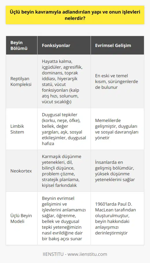 Üçlü beyin kavramı, Paul D. MacLean tarafından 1960’larda oluşturulan ve insan beynini anlama şeklimizi kökten değiştiren bir modeldir. Bu model, beynin evrimsel gelişimini ve işlevlerini anlamamızı sağlar. Üçlü beyin modeline göre, insan beyni üç ana bölümden oluşur: Reptilyan kompleksi, limbik sistem ve neokortex. Reptilyan kompleksi en eski ve en temel kısmımızdır. Hayatta kalmak için gereken en temel işlevlerden sorumludur. İçgüdülerimiz, agresiflik, dominans, toprak iddiası ve hiyerarşik statü gibi davranışları yönetir. Ayrıca vücut fonksiyonlarımızı da yönetir; kalp atış hızını, solunumu ve vücut sıcaklığını kontrol eder. İkinci bölge olan limbik sistem, duygusal tepkiler, bellek, değer yargıları, aşk ve genel anlamda sosyal etkileşimler konusunda rol oynar. Korku, neşe ve öfke gibi duyguları deneyimleriz ve duygusal hafızamızı oluştururuz. Üçüncü ve en son bölge olan neokortex, insanların karmaşık düşünme yeteneklerine, dil ve bilinçli düşünce yeteneğine sahip olmalarını sağlar. Problem çözme, stratejik planlama, dil yeteneği ve kişisel farkındalık gibi daha yüksek düşünme yetenekleri burada bulunur. Bu model bizim beyin hakkındaki anlayışımızı derinleştiriyor ve bize öğrenme, bellek ve duygusal tepki yeteneğimizin nasıl evrildiğine dair bir bakış açısı sağlıyor. Ancak, bu modelin beynin işlevlerini ve işleyişini tüm yönleriyle açıklamadığı da unutulmamalıdır. Beynin karmaşıklığına ve bilinmeyenlerine rağmen, üçlü beyin modeli genel bir çerçeve sunar ve büyüleyici bilimsel ve felsefi tartışmaları tetikler.