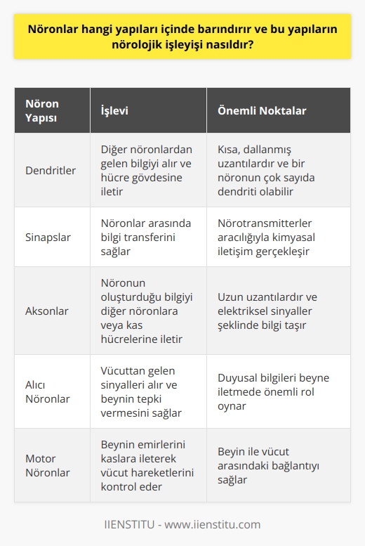 Nöronlar ve İçerdiği Yapılar  Nöronlar, beyin hücrelerimizdir ve sinir hücreleri olarak bilinirler. Bu hücreler, beyindeki bilgi akışını sağlarlar. Nöronların ana bileşenleri dendritler, sinapslar ve aksonlardır. Dendritler, nöronun diğer hücrelerden bilgi alabilmesi için bir tür anten görevi görür. Sinapslar ise nöronlar arasındaki bilgi aktarımını sağlar. Aksonlar ise sinir lifi olarak bilinir ve bilgiyi nöronun diğer kısmına iletir.  Nöronların Yapıları ve İşlevleri   Dendritler, nöronların hücre bedeninden çıkan ve genellikle çok sayıda olan kısa, dallanmış uzantılardır. Bu yapılar, diğer nöronlardan gelen bilgiyi alır ve bu bilgiyi nöronun hücre gövdesine ulaştırır. Sinapslar ise nöronların bilgiyi iletmek için kullandıkları yapıdır. İki nöron arasında bilgi transferi, kimyasal bir bileşen olan nörotransmitterler aracılığıyla gerçekleşir.  Bir diğer yapı olan aksonlar ise, nöronun hücre bedeninden çıkan ve genellikle uzun olan uzantılardır. Bu yapılar, nöronların içerisinde oluşturdukları bilgiyi taşır ve bunu diğer nöronlara veya kas hücrelerine iletir. Bu bilgi transferi genellikle elektriksel bir sinyal şeklinde olur.  Nörolojik İşleyiş  Aksonlar ve dendritler arasındaki iletişim, sinapslar aracılığıyla gerçekleşir. Bir nöron, elektriksel bir sinyal oluşturarak bu sinyali akson boyunca iletir. Bu sinyal, sinapsa ulaştığında, sinaps içerisinde depolanan nörotransmitterler serbest bırakılır. Bu nörotransmitterler, sinapsı geçerek hedef hücrenin dendritlerine ulaşır ve burada bir elektriksel sinyal oluşmasını sağlar. Bu süreç bir mili saniyede gerçekleşir ve saniyede 500 defa tekrarlanabilir.  Bu işlem, nöronlardan omuriliğe ve buradan da tüm vücuda bilgiyi taşır. Alıcı nöronlar, vücuttan gelen sinyalleri alır ve beynin gerektiği gibi tepki vermesini sağlar. Motor nöronlar ise vücuttaki kaslara hareket emrini iletir. Bu şekilde beyin, aynı anda birçok farklı işlemi kontrol ederek tüm vücutla bağlantı halinde olur.   Sonuç olarak, nöronlar vücudumuzun bilgi işlem merkezidir ve nörolojik işleyişi sağlarlar. Bu karmaşık yapı, beyin üzerinde daha fazla bir bilincin oluşmasına yardımcı olabilir ve beyin üzerinde yapılan gelişmiş araştırmalar, nörolojik hastalıkların daha iyi anlaşılmasını ve tedavi stratejilerinin geliştirilmesini sağlar.