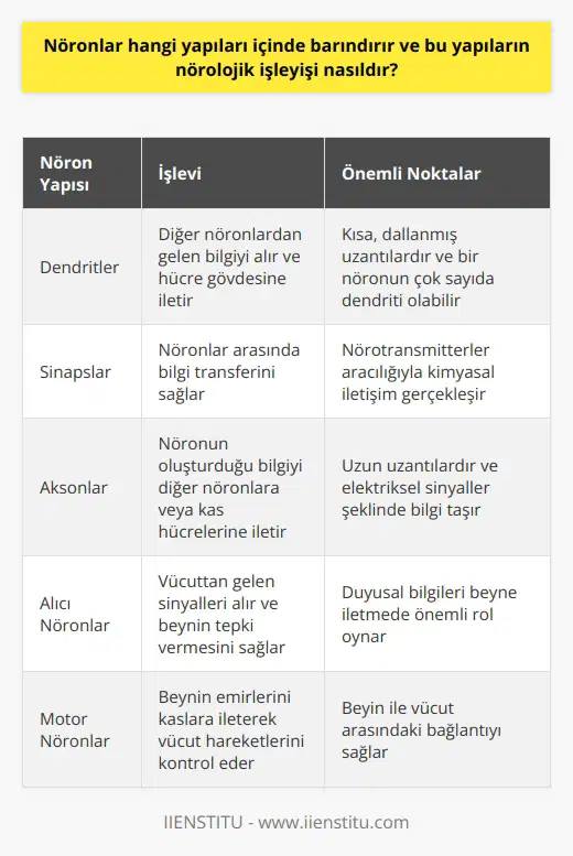 Nöronlar ve İçerdiği Yapılar Nöronlar, beyin hücrelerimizdir ve sinir hücreleri olarak bilinirler. Bu hücreler, beyindeki bilgi akışını sağlarlar. Nöronların ana bileşenleri dendritler, sinapslar ve aksonlardır. Dendritler, nöronun diğer hücrelerden bilgi alabilmesi için bir tür anten görevi görür. Sinapslar ise nöronlar arasındaki bilgi aktarımını sağlar. Aksonlar ise sinir lifi olarak bilinir ve bilgiyi nöronun diğer kısmına iletir. Nöronların Yapıları ve İşlevleri Dendritler, nöronların hücre bedeninden çıkan ve genellikle çok sayıda olan kısa, dallanmış uzantılardır. Bu yapılar, diğer nöronlardan gelen bilgiyi alır ve bu bilgiyi nöronun hücre gövdesine ulaştırır. Sinapslar ise nöronların bilgiyi iletmek için kullandıkları yapıdır. İki nöron arasında bilgi transferi, kimyasal bir bileşen olan nörotransmitterler aracılığıyla gerçekleşir. Bir diğer yapı olan aksonlar ise, nöronun hücre bedeninden çıkan ve genellikle uzun olan uzantılardır. Bu yapılar, nöronların içerisinde oluşturdukları bilgiyi taşır ve bunu diğer nöronlara veya kas hücrelerine iletir. Bu bilgi transferi genellikle elektriksel bir sinyal şeklinde olur. Nörolojik İşleyiş Aksonlar ve dendritler arasındaki iletişim, sinapslar aracılığıyla gerçekleşir. Bir nöron, elektriksel bir sinyal oluşturarak bu sinyali akson boyunca iletir. Bu sinyal, sinapsa ulaştığında, sinaps içerisinde depolanan nörotransmitterler serbest bırakılır. Bu nörotransmitterler, sinapsı geçerek hedef hücrenin dendritlerine ulaşır ve burada bir elektriksel sinyal oluşmasını sağlar. Bu süreç bir mili saniyede gerçekleşir ve saniyede 500 defa tekrarlanabilir. Bu işlem, nöronlardan omuriliğe ve buradan da tüm vücuda bilgiyi taşır. Alıcı nöronlar, vücuttan gelen sinyalleri alır ve beynin gerektiği gibi tepki vermesini sağlar. Motor nöronlar ise vücuttaki kaslara hareket emrini iletir. Bu şekilde beyin, aynı anda birçok farklı işlemi kontrol ederek tüm vücutla bağlantı halinde olur. Sonuç olarak, nöronlar vücudumuzun bilgi işlem merkezidir ve nörolojik işleyişi sağlarlar. Bu karmaşık yapı, beyin üzerinde daha fazla bir bilincin oluşmasına yardımcı olabilir ve beyin üzerinde yapılan gelişmiş araştırmalar, nörolojik hastalıkların daha iyi anlaşılmasını ve tedavi stratejilerinin geliştirilmesini sağlar.