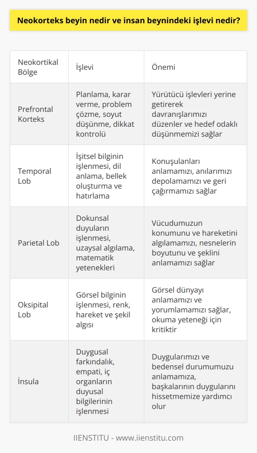 Neokorteks beyin, beynin en son gelişen bölümüdür ve bilinçli düşünme, bilgi işleme, karar verme ve düşünce oluşturma gibi birçok karmaşık süreçten sorumludur. İnsan beynindeki ana işlevi, gelen bilgileri işlemek ve dış dünya ile etkileşimimizi düzenlemektir. Beş duyuyu denetler ve duyusal verileri analiz etmeye yardımcı olur. İşitsel uyaranlardan tutun dokunsal uyaranlara kadar birçok bilgi türünü işler.   Neokorteks ayrıca dil ve iletişim yeteneklerimizden de sorumludur. Yaşantılarımızı anıya dönüştürür ve gelecek için stratejiler planlar. Soyut düşünme yeteneğimizin merkezidir ve sebep-sonuç ilişkilerini anlamamıza yardımcı olur. Kelime anlamlarını hatırlamak, öğrenmek, plan yapmak da neokorteksin görevlerindendir.   Ayrıca, neokorteks insan beynindeki en büyük bölümüdür ve beyin evriminde en son gelişmiştir, böylesine karmaşık yeteneklere sahip olmamızın nedeni de budur. İnsanların hayatlarında karşılaştıkları zengin ve karmaşık deneyimleri etkin bir şekilde içselleştirmesini sağlar.   Sonuç olarak, neokorteks insan beyninin en karmaşık ve karmaşık bölümüdür ve bizi bunu yapan şeyin büyük bir kısmıdır. Bu bölyenin işlevlerinin tam bir anlayışı, insan zekasının ve bilincin daha iyi anlaşılmasına yardımcı olacaktır. Hem bireysel düzeyde hem de toplumun daha geniş bir bağlamda anlaşılmasına yönelik bu bilgi, insan deneyimini daha zengin ve daha anlamlı hale getirecektir.
