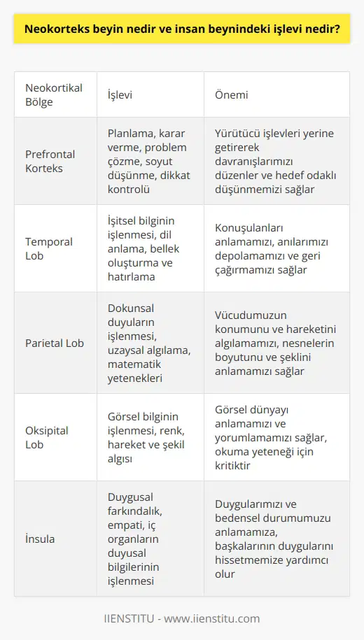 Neokorteks beyin, beynin en son gelişen bölümüdür ve bilinçli düşünme, bilgi işleme, karar verme ve düşünce oluşturma gibi birçok karmaşık süreçten sorumludur. İnsan beynindeki ana işlevi, gelen bilgileri işlemek ve dış dünya ile etkileşimimizi düzenlemektir. Beş duyuyu denetler ve duyusal verileri analiz etmeye yardımcı olur. İşitsel uyaranlardan tutun dokunsal uyaranlara kadar birçok bilgi türünü işler. Neokorteks ayrıca dil ve iletişim yeteneklerimizden de sorumludur. Yaşantılarımızı anıya dönüştürür ve gelecek için stratejiler planlar. Soyut düşünme yeteneğimizin merkezidir ve sebep-sonuç ilişkilerini anlamamıza yardımcı olur. Kelime anlamlarını hatırlamak, öğrenmek, plan yapmak da neokorteksin görevlerindendir. Ayrıca, neokorteks insan beynindeki en büyük bölümüdür ve beyin evriminde en son gelişmiştir, böylesine karmaşık yeteneklere sahip olmamızın nedeni de budur. İnsanların hayatlarında karşılaştıkları zengin ve karmaşık deneyimleri etkin bir şekilde içselleştirmesini sağlar. Sonuç olarak, neokorteks insan beyninin en karmaşık ve karmaşık bölümüdür ve bizi bunu yapan şeyin büyük bir kısmıdır. Bu bölyenin işlevlerinin tam bir anlayışı, insan zekasının ve bilincin daha iyi anlaşılmasına yardımcı olacaktır. Hem bireysel düzeyde hem de toplumun daha geniş bir bağlamda anlaşılmasına yönelik bu bilgi, insan deneyimini daha zengin ve daha anlamlı hale getirecektir.