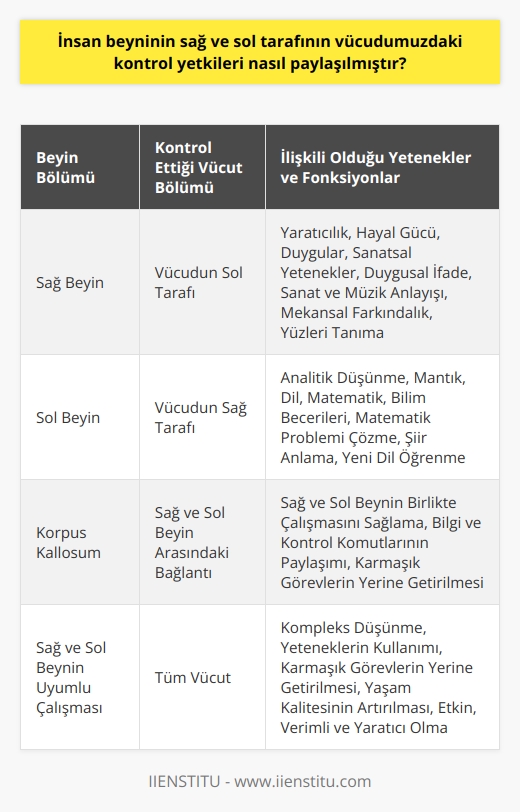 İnsan beyni, vücudumuzun tüm kontrol mekanizmalarını elinde bulundurur. Bu karmaşık yapıyı daha iyi anlamak için, beynin sağ ve sol tarafının kontrol paylaşımına bakabiliriz. Beynin her iki tarafı belirli vücut işlevlerinden sorumludur ve bu dualite, bedensel ve beyin fonksiyonlarının birçok yönünü etkiler.   Sağ Beyin Kontrolü ve Fonksiyonları  Beynimizin sağ kısmı genellikle yaratıcılık, hayal gücü, hisler ve sanatsal yeteneklerle ilişkilendirilir. Aynı zamanda vücudumuzun sol tarafı üzerinde kontrol sahibidir. Yani, sağ elinizi kaldırdığınızda, bu hareketi beyninizin sağ tarafının kontrol eder. Sağ beynin aynı zamanda duygusal ifade, sanat ve müzik anlayışı, mekansal farkındalık ve yüzleri tanıma gibi yeteneklerden sorumlu olduğu düşünülmektedir.   Sol Beyin Kontrolü ve Fonksiyonları  Sol beyin, sağ beynin kontrol yeteneklerinin tam tersidir. Sol beynin kontrolü altında olan vücudumuzun sağ tarafıdır ve genellikle analitik düşünme, mantık, dil, matematik ve bilim becerileri ile bağlantılıdır. Örneğin, bir matematik probleminin çözümünde, ağırlıklı olarak sol beynimiz devreye girer. Bununla birlikte, bir şiiri anlamak veya yeni bir dil öğrenmek için sol beynimiz çok önemlidir.   Sağ ve Sol Beyin Arasındaki Bağlantı  Her ne kadar sağ ve sol beyin farklı yeteneklerle ilişkilendirilmiş olsa da, gerçekte bu iki yarım küre birlikte çalışır. İki yarım küreyi birbirine bağlayan korpus kallosum adı verilen bir sinir lifi ağı sayesinde, sağ ve sol beyin birlikte çalışarak karmaşık görevleri yerine getirebilir. Korpus kallosum sayesinde, sağ ve sol beyin, bilgi ve kontrol komutlarını birbirleriyle paylaşabilirler.   Sonuç olarak, beynin sağ ve sol tarafının çeşitli kontrol yeteneklerine sahip olması, bizi kompleks düşünmeye, yeteneklerimizi kullanmaya ve karmaşık görevleri yerine getirmeye yetenecek bir canlı yapar. Bu bölümlerin birbirleriyle bu denli uyum ve koordinasyon içinde çalışması, doğanın bize sunduğu en büyülü ve eşsiz durumlarından biridir. Beynimizin her iki tarafını daha iyi anlamak ve kullanmak, hem yaşam kalitemizi artırır, hem de daha etkin, verimli ve yaratıcı olmamızı sağlar.