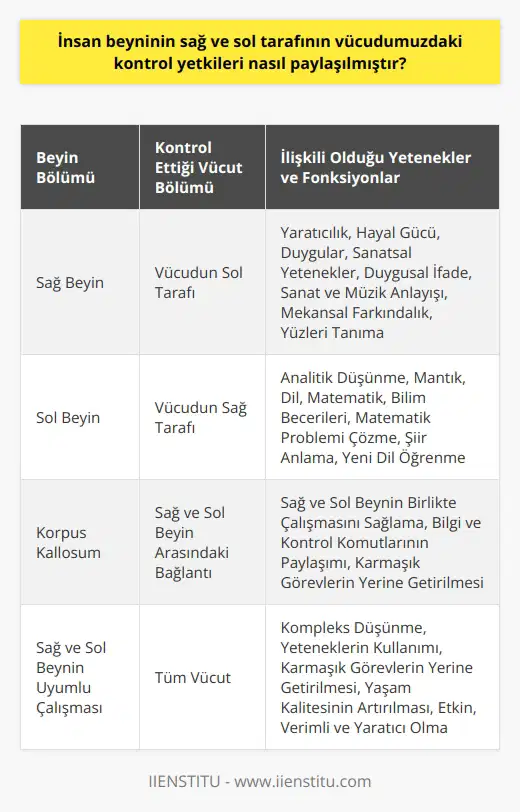 İnsan beyni, vücudumuzun tüm kontrol mekanizmalarını elinde bulundurur. Bu karmaşık yapıyı daha iyi anlamak için, beynin sağ ve sol tarafının kontrol paylaşımına bakabiliriz. Beynin her iki tarafı belirli vücut işlevlerinden sorumludur ve bu dualite, bedensel ve beyin fonksiyonlarının birçok yönünü etkiler. Sağ Beyin Kontrolü ve Fonksiyonları Beynimizin sağ kısmı genellikle yaratıcılık, hayal gücü, hisler ve sanatsal yeteneklerle ilişkilendirilir. Aynı zamanda vücudumuzun sol tarafı üzerinde kontrol sahibidir. Yani, sağ elinizi kaldırdığınızda, bu hareketi beyninizin sağ tarafının kontrol eder. Sağ beynin aynı zamanda duygusal ifade, sanat ve müzik anlayışı, mekansal farkındalık ve yüzleri tanıma gibi yeteneklerden sorumlu olduğu düşünülmektedir. Sol Beyin Kontrolü ve Fonksiyonları Sol beyin, sağ beynin kontrol yeteneklerinin tam tersidir. Sol beynin kontrolü altında olan vücudumuzun sağ tarafıdır ve genellikle analitik düşünme, mantık, dil, matematik ve bilim becerileri ile bağlantılıdır. Örneğin, bir matematik probleminin çözümünde, ağırlıklı olarak sol beynimiz devreye girer. Bununla birlikte, bir şiiri anlamak veya yeni bir dil öğrenmek için sol beynimiz çok önemlidir. Sağ ve Sol Beyin Arasındaki Bağlantı Her ne kadar sağ ve sol beyin farklı yeteneklerle ilişkilendirilmiş olsa da, gerçekte bu iki yarım küre birlikte çalışır. İki yarım küreyi birbirine bağlayan korpus kallosum adı verilen bir sinir lifi ağı sayesinde, sağ ve sol beyin birlikte çalışarak karmaşık görevleri yerine getirebilir. Korpus kallosum sayesinde, sağ ve sol beyin, bilgi ve kontrol komutlarını birbirleriyle paylaşabilirler. Sonuç olarak, beynin sağ ve sol tarafının çeşitli kontrol yeteneklerine sahip olması, bizi kompleks düşünmeye, yeteneklerimizi kullanmaya ve karmaşık görevleri yerine getirmeye yetenecek bir canlı yapar. Bu bölümlerin birbirleriyle bu denli uyum ve koordinasyon içinde çalışması, doğanın bize sunduğu en büyülü ve eşsiz durumlarından biridir. Beynimizin her iki tarafını daha iyi anlamak ve kullanmak, hem yaşam kalitemizi artırır, hem de daha etkin, verimli ve yaratıcı olmamızı sağlar.