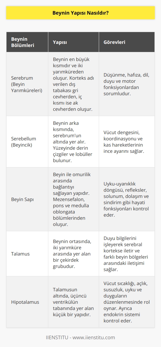Dış yapısı kranium denilen kemik yapıdan oluşmaktadır. Beyin ile bu yapı arasında BOS (beyin omurilik sıvısı) bulunur. Beyin jölemsi bir kıvamda olduğu için BOS un içinde yüzer. Ortalama ağırlığı 1300 gram olan yağ, su, protein, şeker ve tuzdan oluşur.