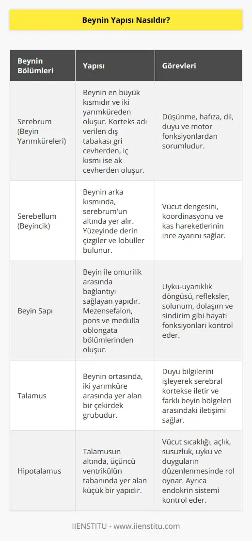 Dış yapısı kranium denilen kemik yapıdan oluşmaktadır. Beyin ile bu yapı arasında BOS (beyin omurilik sıvısı) bulunur. Beyin jölemsi bir kıvamda olduğu için BOS un içinde yüzer. Ortalama ağırlığı 1300 gram olan yağ, su, protein, şeker ve tuzdan oluşur.