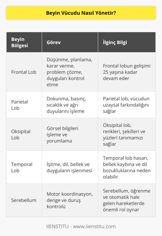 Beyinde 86 milyar nöron bulunmakta ve bu nöronlar birbirleriyle 1 katrilyon bağlantı yapmaktadır. Nöronlar beyinden omuriliğe ve buradan tüm vücuda yayılır. Böylelikle beyin tüm vücutla bağ kurmuş olur.