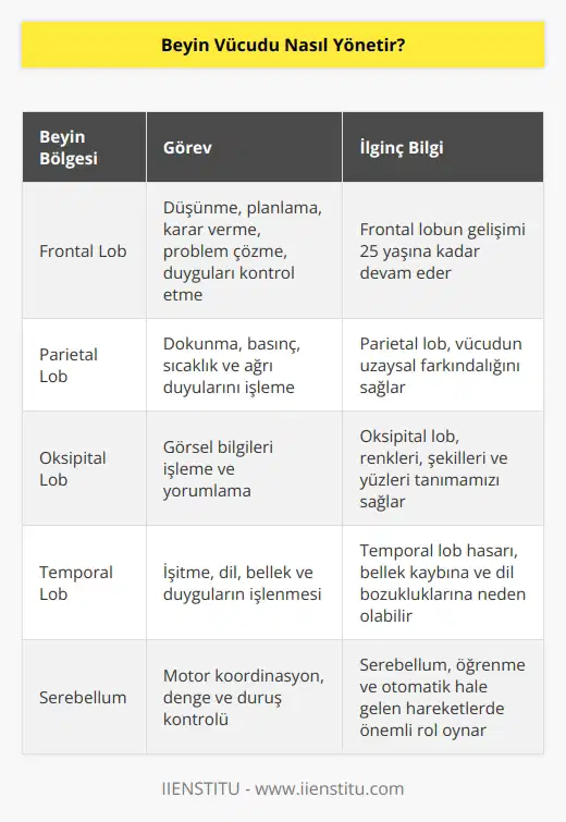 Beyinde 86 milyar nöron bulunmakta ve bu nöronlar birbirleriyle 1 katrilyon bağlantı yapmaktadır. Nöronlar beyinden omuriliğe ve buradan tüm vücuda yayılır. Böylelikle beyin tüm vücutla bağ kurmuş olur.