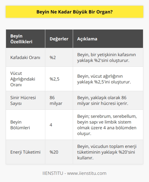 Beyin, vücudumuzun en büyük ve en karmaşık organıdır. Beyin, büyüklük olarak bir erişkinin kafasının yaklaşık olarak %2sini oluşturur ve ağırlık olarak yaklaşık olarak %2,5ini oluşturur. Beyin, en küçük parçası olan sinir hücrelerinden oluşur ve yaklaşık olarak 86 milyar sinir hücresi içerir.