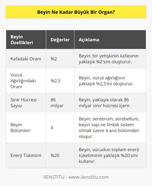 Beyin, vücudumuzun en büyük ve en karmaşık organıdır. Beyin, büyüklük olarak bir erişkinin kafasının yaklaşık olarak %2sini oluşturur ve ağırlık olarak yaklaşık olarak %2,5ini oluşturur. Beyin, en küçük parçası olan sinir hücrelerinden oluşur ve yaklaşık olarak 86 milyar sinir hücresi içerir.