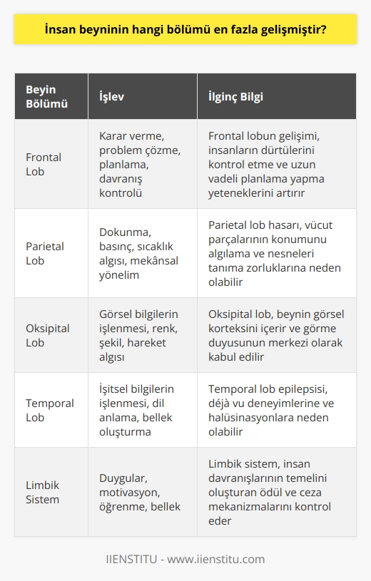 İnsan Beyninin En Gelişmiş Bölümü  Beyin, vücudumuzun yönetim merkezi olarak hareket etmemizi, düşünmemizi, hissetmemizi, öğrenmemizi ve yaşamsal faaliyetlerimizi kontrol eder. Beyin yapılan araştırmalar sonucunda, dünya üzerinde internet ağından daha fazla bağlantı noktası ve işlem kapasitesine sahip olduğu görülmüştür. İnsan beyninin hangi bölümü en fazla gelişmiştir sorusuna cevap vermek için, beynin yapı taşlarını ve bu yapı taşlarının işlevlerini incelemek gerekir.  Beyin Hücreleri ve İşlevleri  İnsan beyni, %90ı glia hücrelerinden ve %10u nöronlardan oluşan karmaşık bir yapıya sahiptir. Glia hücrelerinin görevi, nöronları desteklemek ve onların işlevlerini sağlamaktır. Nöronlar ise, bilgileri almak, depolamak ve işlemekten sorumludur. Beyindeki 86 milyar nöron, birbirleriyle 1 katrilyon bağlantı yaparak bilgi alışverişinde bulunur.  Nöronların Yapısı ve İşleyişi  Nöronlar, dendrit, sinaps ve aksonlardan oluşan hücrelerdir. Dendritler bilgi alır ve sinapslara iletilir. Sinapslar bilgiyi işleyip aksonlara geçirir ve aksonlar bilgiyi diğer nöronların dendritlerine taşır. Bu elektrokimyasal işlemler, milisaniyeler içinde gerçekleşir ve saniyede 500 kez tekrarlanabilir. Bu sayede beyin, tüm vücutla bağlantı kurarak işlevlerini yerine getirir.  Beynin Korunması ve Bağlantıları  Beyin, kranium adı verilen kemik yapıyla korunur ve içinde beyin-omurilik sıvısı (BOS) bulunarak olası çarpma ve darbelere karşı kendini korur. Beyinden çıkan sinirler, omurilikte çaprazlama yaparak vücuda yayılır ve sağ-sol beyin bölümleri vücudun karşı tarafını yönetir. Bu sayede beyin, vücuda hükmeder ve düzenin korunmasına katkı sağlar.  Beynin Ana Bölümleri ve İşlevleri  Beyin, ana bölümleri ve işlevleri açısından da oldukça karmaşık bir yapıya sahiptir. Fronto-parietal, oksipital ve temporal loblar oyuncu hafıza, öğrenme, duyular ve algı gibi işlerden sorumlu olurlarken limbik sistem daha çok duygular ve içgüdülerle ilgilidir.  Sonuç olarak, insan beynin en fazla gelişmiş bölümü olarak tüm bu yapı ve işlevlere sahip olan kompleks ve etkileşimli sistemlerin bir bütünü olarak görülmelidir. Beyin, doğal ve canlı hücrelerden oluşan, sürekli olarak öğrenme ve öğretme potansiyeline sahip, hayranlık uyandıran bir mekanizmadır.