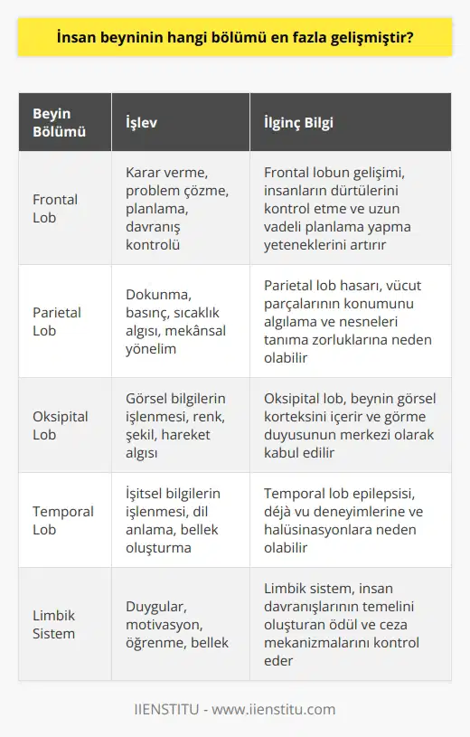 İnsan Beyninin En Gelişmiş Bölümü Beyin, vücudumuzun yönetim merkezi olarak hareket etmemizi, düşünmemizi, hissetmemizi, öğrenmemizi ve yaşamsal faaliyetlerimizi kontrol eder. Beyin yapılan araştırmalar sonucunda, dünya üzerinde internet ağından daha fazla bağlantı noktası ve işlem kapasitesine sahip olduğu görülmüştür. İnsan beyninin hangi bölümü en fazla gelişmiştir sorusuna cevap vermek için, beynin yapı taşlarını ve bu yapı taşlarının işlevlerini incelemek gerekir. Beyin Hücreleri ve İşlevleri İnsan beyni, %90ı glia hücrelerinden ve %10u nöronlardan oluşan karmaşık bir yapıya sahiptir. Glia hücrelerinin görevi, nöronları desteklemek ve onların işlevlerini sağlamaktır. Nöronlar ise, bilgileri almak, depolamak ve işlemekten sorumludur. Beyindeki 86 milyar nöron, birbirleriyle 1 katrilyon bağlantı yaparak bilgi alışverişinde bulunur. Nöronların Yapısı ve İşleyişi Nöronlar, dendrit, sinaps ve aksonlardan oluşan hücrelerdir. Dendritler bilgi alır ve sinapslara iletilir. Sinapslar bilgiyi işleyip aksonlara geçirir ve aksonlar bilgiyi diğer nöronların dendritlerine taşır. Bu elektrokimyasal işlemler, milisaniyeler içinde gerçekleşir ve saniyede 500 kez tekrarlanabilir. Bu sayede beyin, tüm vücutla bağlantı kurarak işlevlerini yerine getirir. Beynin Korunması ve Bağlantıları Beyin, kranium adı verilen kemik yapıyla korunur ve içinde beyin-omurilik sıvısı (BOS) bulunarak olası çarpma ve darbelere karşı kendini korur. Beyinden çıkan sinirler, omurilikte çaprazlama yaparak vücuda yayılır ve sağ-sol beyin bölümleri vücudun karşı tarafını yönetir. Bu sayede beyin, vücuda hükmeder ve düzenin korunmasına katkı sağlar. Beynin Ana Bölümleri ve İşlevleri Beyin, ana bölümleri ve işlevleri açısından da oldukça karmaşık bir yapıya sahiptir. Fronto-parietal, oksipital ve temporal loblar oyuncu hafıza, öğrenme, duyular ve algı gibi işlerden sorumlu olurlarken limbik sistem daha çok duygular ve içgüdülerle ilgilidir. Sonuç olarak, insan beynin en fazla gelişmiş bölümü olarak tüm bu yapı ve işlevlere sahip olan kompleks ve etkileşimli sistemlerin bir bütünü olarak görülmelidir. Beyin, doğal ve canlı hücrelerden oluşan, sürekli olarak öğrenme ve öğretme potansiyeline sahip, hayranlık uyandıran bir mekanizmadır.