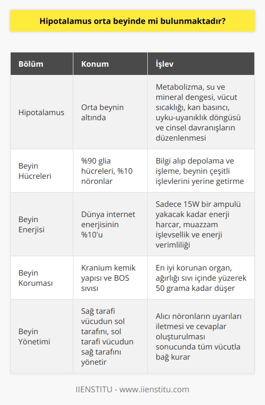 Hipotalamus Konum ve İşlevi  Hipotalamus, orta beyinde bulunmaz, daha çok önce belirtilen yapıların altında yer alır. Hipotalamus, beynin limbik sistemi içerisinde yer alan önemli bir bölümüdür ve birçok temel yaşamsal fonksiyonun düzenlenmesinde önemli bir rol oynar. Bu yaşamsal fonksiyonlar metabolizma, su ve mineral dengesi, vücut sıcaklığı, kan basıncı, uyku-uyanıklık döngüsü ve cinsel davranışları içerir.  Beynin İşlevselliği ve Muazzamlığı  Beynin %90ının glia hücrelerinden ve %10unun nöronlardan oluştuğunu belirtmiştik. Bu hücreler, bilgi alıp depolama ve işleme yetenekleri sayesinde beynin çeşitli işlevlerini yerine getirir. Beyin, dünyada internete bağlanan tüm cihazlardan daha fazla bağlantı noktasına sahip olup internet dünya enerjisinin %10unu harcarken, sadece 15W bir ampulü yakacak kadar enerji harcar. Bu, beynin muazzam işlevselliği ve enerji verimliliğini vurgular.  Beyin Koruma ve Yönetim  Beyin, vücutta en iyi korunan organdır ve yönetim merkezimizdir. Kranium kemik yapısı ve BOS sıvısı ile korunan beynin ağırlığı, bu sıvı içinde yüzerek 50 grama kadar düşer. Sağ tarafı vücudumuzun sol tarafını, sol tarafı vücudumuzun sağ tarafını yönetir. Alıcı nöronların beyine uyarıları iletmeleri ve bunlara cevaplar oluşturulması sonucunda beyin tüm vücutla bağ kurar.   Sonuçta, beynimizin karmaşıklığı ve muazzamlığına hayran kalmamak elde değil. Zarif ve karmaşık yapılarıyla, beynimiz, her ne kadar tamamen anlaşılamamış olsa da, bizim büyüleyici ve hayranlık uyandıran bir organımızdır.
