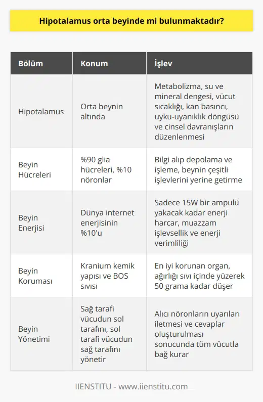 Hipotalamus Konum ve İşlevi Hipotalamus, orta beyinde bulunmaz, daha çok önce belirtilen yapıların altında yer alır. Hipotalamus, beynin limbik sistemi içerisinde yer alan önemli bir bölümüdür ve birçok temel yaşamsal fonksiyonun düzenlenmesinde önemli bir rol oynar. Bu yaşamsal fonksiyonlar metabolizma, su ve mineral dengesi, vücut sıcaklığı, kan basıncı, uyku-uyanıklık döngüsü ve cinsel davranışları içerir. Beynin İşlevselliği ve Muazzamlığı Beynin %90ının glia hücrelerinden ve %10unun nöronlardan oluştuğunu belirtmiştik. Bu hücreler, bilgi alıp depolama ve işleme yetenekleri sayesinde beynin çeşitli işlevlerini yerine getirir. Beyin, dünyada internete bağlanan tüm cihazlardan daha fazla bağlantı noktasına sahip olup internet dünya enerjisinin %10unu harcarken, sadece 15W bir ampulü yakacak kadar enerji harcar. Bu, beynin muazzam işlevselliği ve enerji verimliliğini vurgular. Beyin Koruma ve Yönetim Beyin, vücutta en iyi korunan organdır ve yönetim merkezimizdir. Kranium kemik yapısı ve BOS sıvısı ile korunan beynin ağırlığı, bu sıvı içinde yüzerek 50 grama kadar düşer. Sağ tarafı vücudumuzun sol tarafını, sol tarafı vücudumuzun sağ tarafını yönetir. Alıcı nöronların beyine uyarıları iletmeleri ve bunlara cevaplar oluşturulması sonucunda beyin tüm vücutla bağ kurar. Sonuçta, beynimizin karmaşıklığı ve muazzamlığına hayran kalmamak elde değil. Zarif ve karmaşık yapılarıyla, beynimiz, her ne kadar tamamen anlaşılamamış olsa da, bizim büyüleyici ve hayranlık uyandıran bir organımızdır.