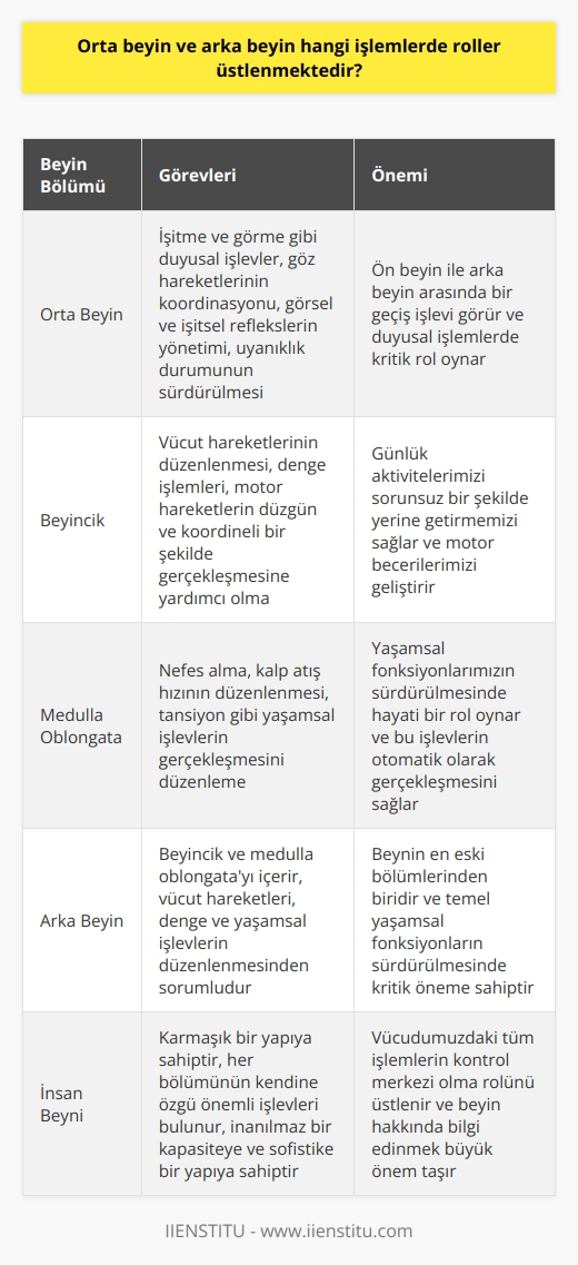 Orta Beyin ve Arka Beyin İşlevleri  Bizim beyinlerimiz, vücudumuzdaki tüm işlemlerin kontrol merkezi olma rolünü üstlenmektedir. Konumuz içinde yer alan orta beyin ve arka beyin hakkında ayrıntılı bilgi verilmesi önemlidir.   Orta beyin genellikle, işitme ve görme gibi duyusal işlevlerde rol oynar. Bunun yanı sıra, bu bölge, göz hareketlerinin koordinasyonu, görsel ve işitsel tarafından oluşan reflekslerin yönetilmesi ve uyanıklık durumunda olma gibi işlemlerden sorumludur. Orta beyin, beynin en üst kısmında yer alır, ön beyin ile arka beyin arasında bir geçiş işlevi görür.  Arka beyin ise, genellikle beyincik ve medulla oblongata olarak ikiye ayrılır. Beyincik ana işlevi, vücut hareketlerinin düzenlenmesi ve denge işlemlerinden sorumludur, motor hareketlerin düzgün ve koordineli bir şekilde gerçekleşmesine yardımcı olur. Medulla oblongata ise, nefes alma, kalp atış hızının düzenlenmesi, tansiyon gibi yaşamsal işlevlerin gerçekleşmesini düzenler.   Sonuç olarak, insan beyni karmaşık bir yapıya sahiptir ve her bölümünün kendine özgü önemli işlevleri bulunmaktadır. Her ne kadar tüm bilgileri ve işlevleri çözememiş olsak da, beynin inanılmaz kapasitesi ve sofistike yapısı hayranlık uyandırmaktadır. Bu nedenle, beyin hakkında bilgi edinmek ve anlamak büyük önem taşır.