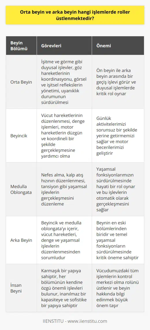 Orta Beyin ve Arka Beyin İşlevleri Bizim beyinlerimiz, vücudumuzdaki tüm işlemlerin kontrol merkezi olma rolünü üstlenmektedir. Konumuz içinde yer alan orta beyin ve arka beyin hakkında ayrıntılı bilgi verilmesi önemlidir. Orta beyin genellikle, işitme ve görme gibi duyusal işlevlerde rol oynar. Bunun yanı sıra, bu bölge, göz hareketlerinin koordinasyonu, görsel ve işitsel tarafından oluşan reflekslerin yönetilmesi ve uyanıklık durumunda olma gibi işlemlerden sorumludur. Orta beyin, beynin en üst kısmında yer alır, ön beyin ile arka beyin arasında bir geçiş işlevi görür. Arka beyin ise, genellikle beyincik ve medulla oblongata olarak ikiye ayrılır. Beyincik ana işlevi, vücut hareketlerinin düzenlenmesi ve denge işlemlerinden sorumludur, motor hareketlerin düzgün ve koordineli bir şekilde gerçekleşmesine yardımcı olur. Medulla oblongata ise, nefes alma, kalp atış hızının düzenlenmesi, tansiyon gibi yaşamsal işlevlerin gerçekleşmesini düzenler. Sonuç olarak, insan beyni karmaşık bir yapıya sahiptir ve her bölümünün kendine özgü önemli işlevleri bulunmaktadır. Her ne kadar tüm bilgileri ve işlevleri çözememiş olsak da, beynin inanılmaz kapasitesi ve sofistike yapısı hayranlık uyandırmaktadır. Bu nedenle, beyin hakkında bilgi edinmek ve anlamak büyük önem taşır.