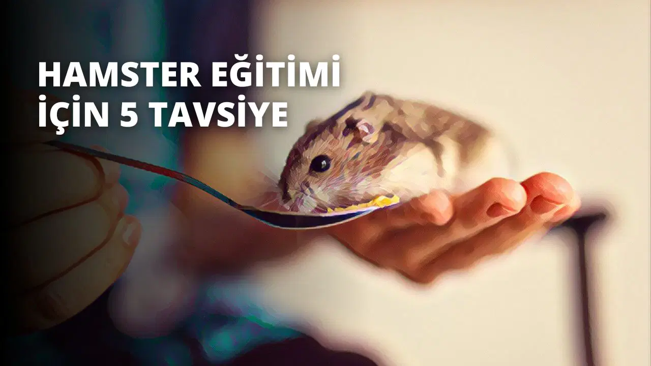 Hamster Eğitimi İçin 5 Tavsiye