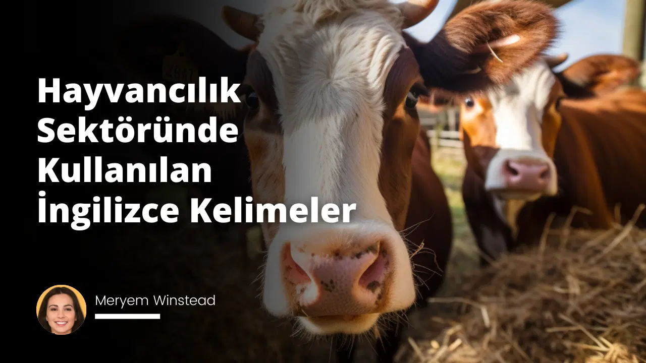 Hayvancılık Sektöründe Kullanılan İngilizce Kelimeler