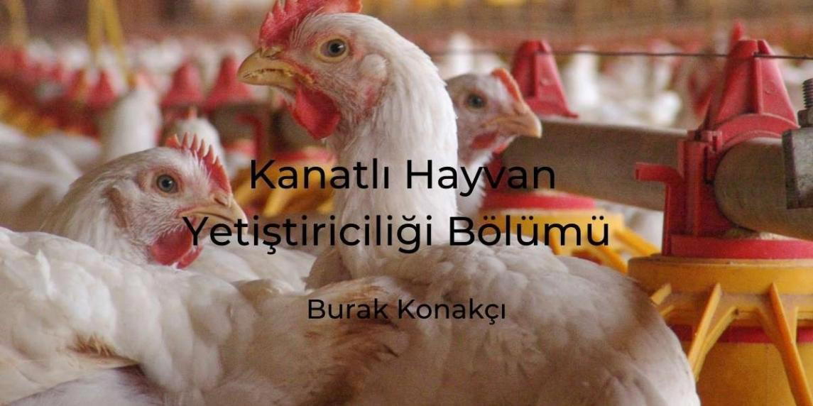 Kanatlı Hayvan Yetiştiriciliği Bölümü