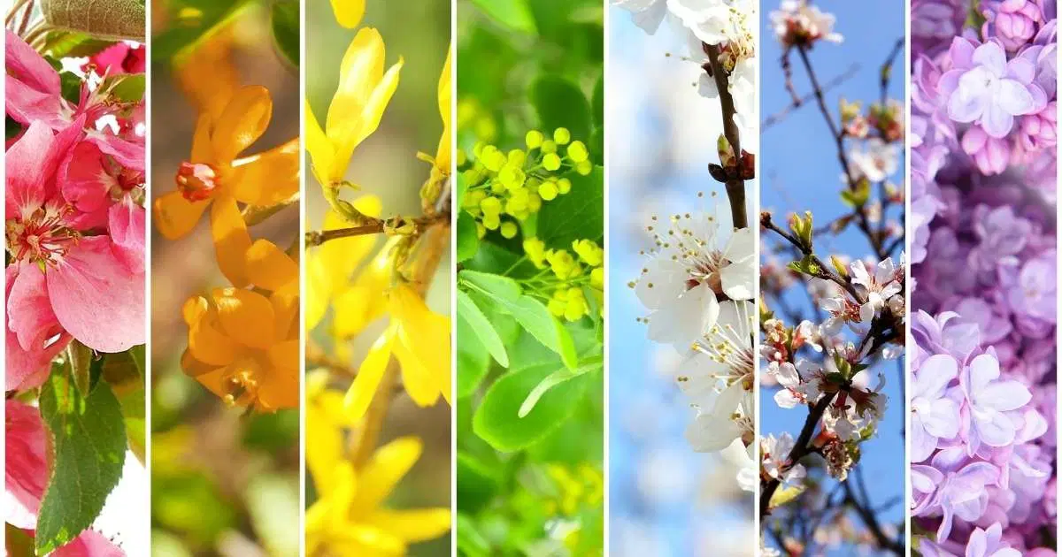 Kolaj Nedir? Kolaj Nasıl Yapılır?