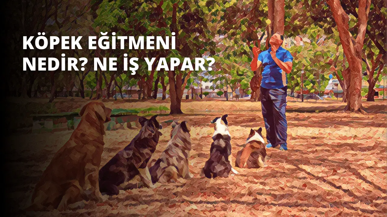 Köpek Eğitmeni Nedir? Ne İş Yapar?