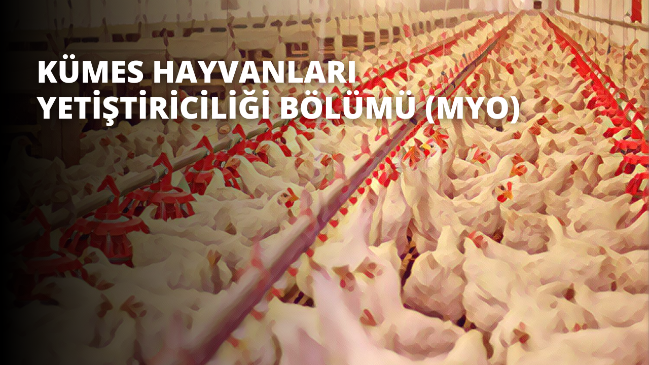 Kümes Hayvanları Yetiştiriciliği Bölümü (MYO)