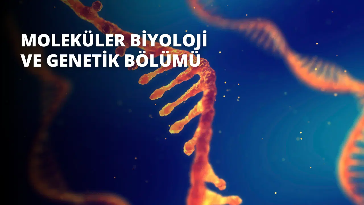 Moleküler Biyoloji ve Genetik Bölümü