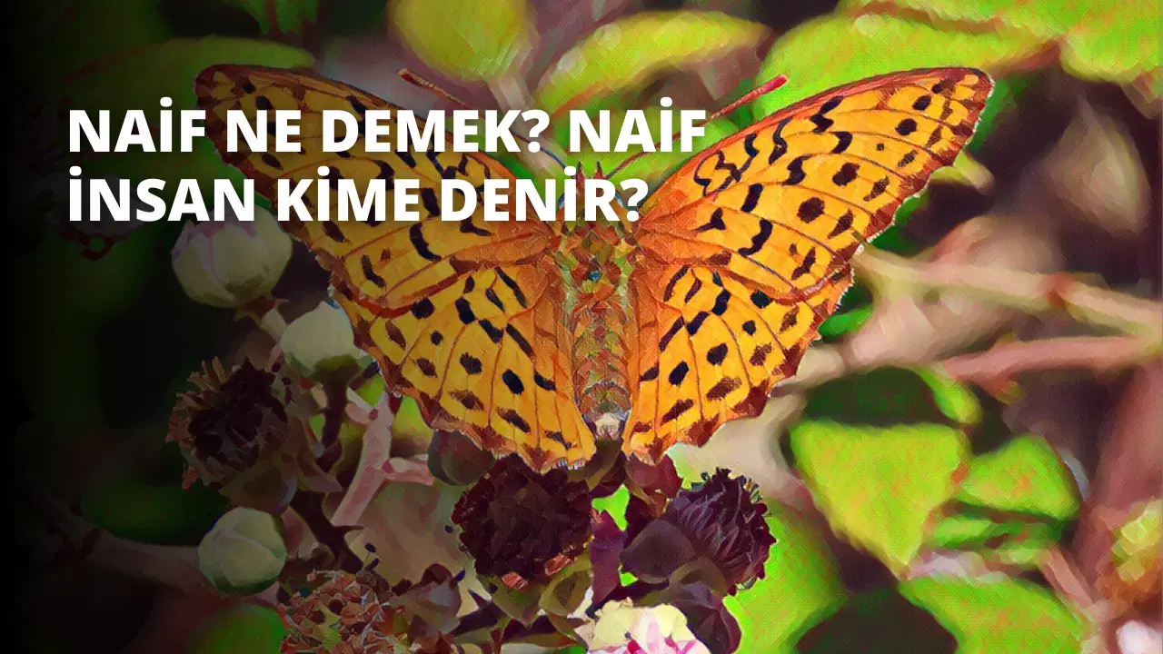 Naif Ne Demek? Naif İnsan Kime Denir?