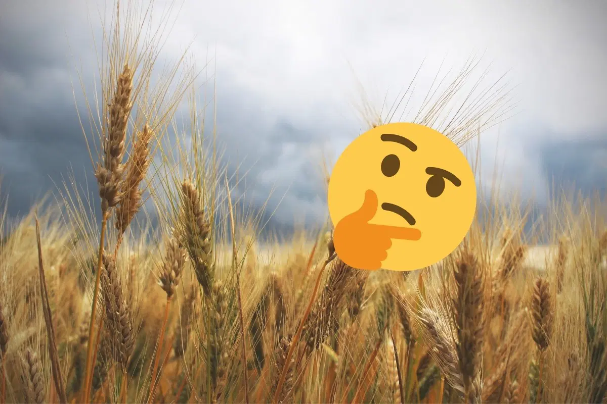 Tarımın Gelişmesi İle Sağlığımız Azalıyor Mu?